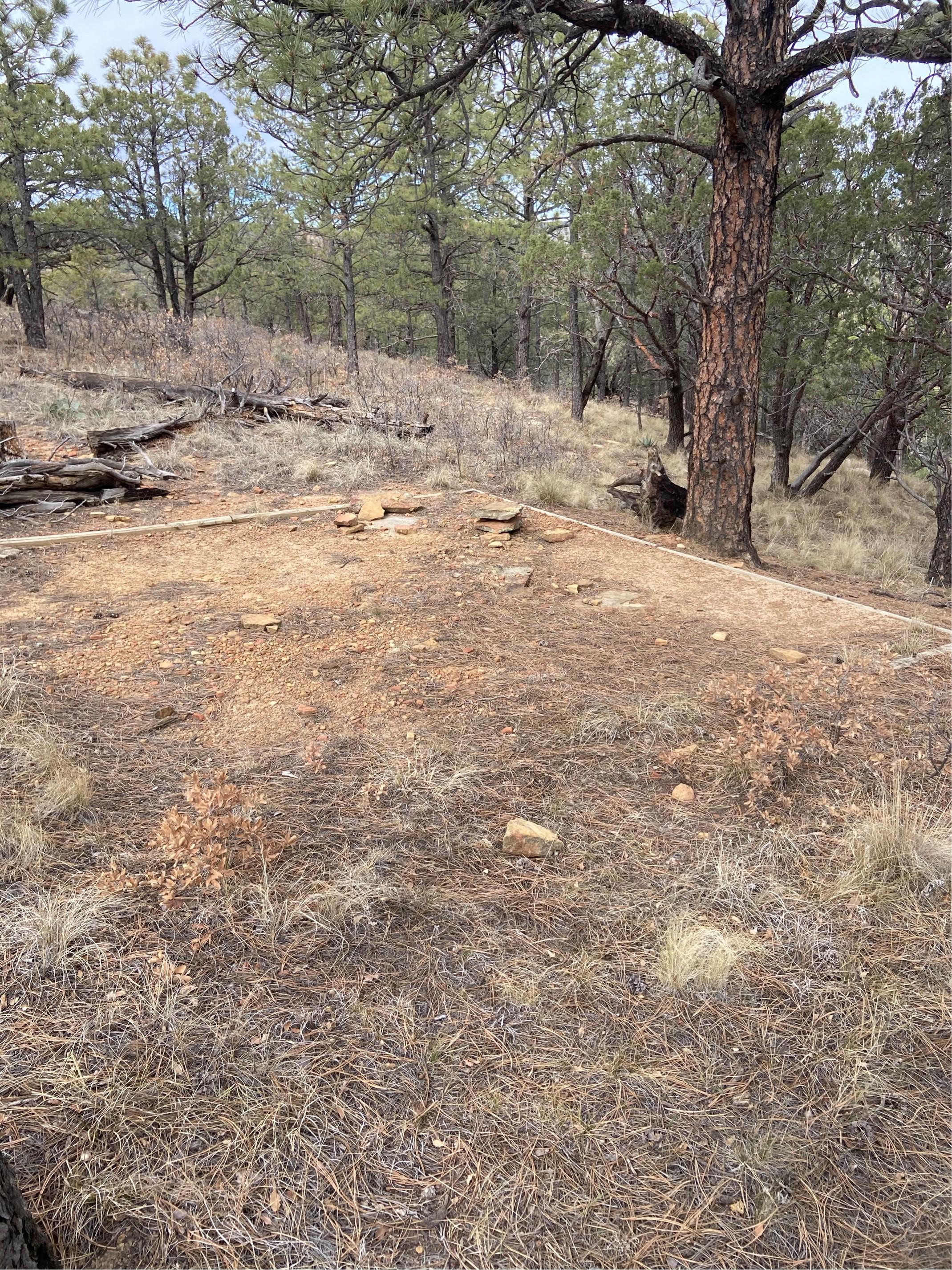 A hardened dirt surface for a tent under a pine tree
