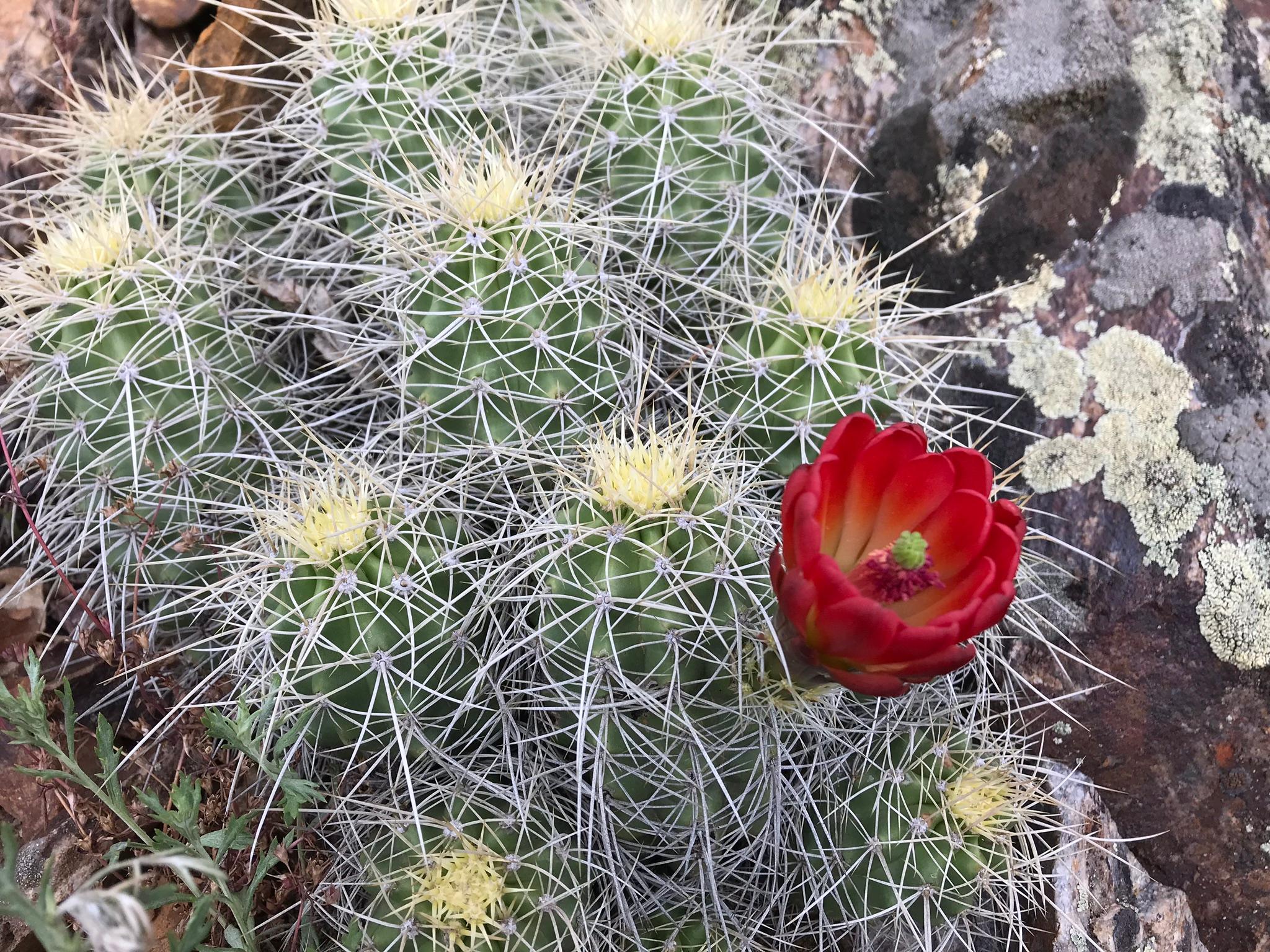 Hedgehog Cactus flower blooming along the Crystal Trail