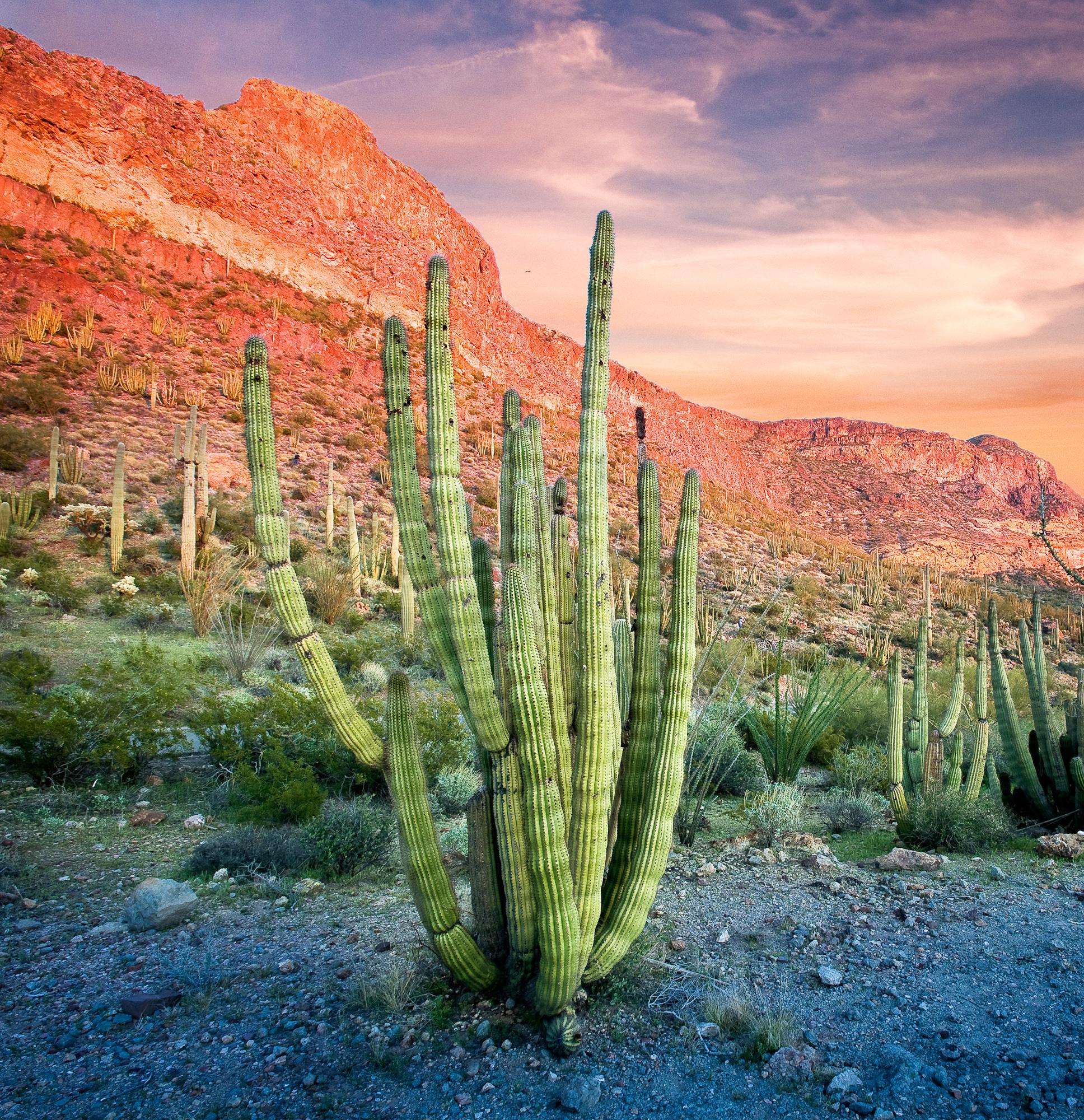 Organ pipe cactus and mountains at sunset