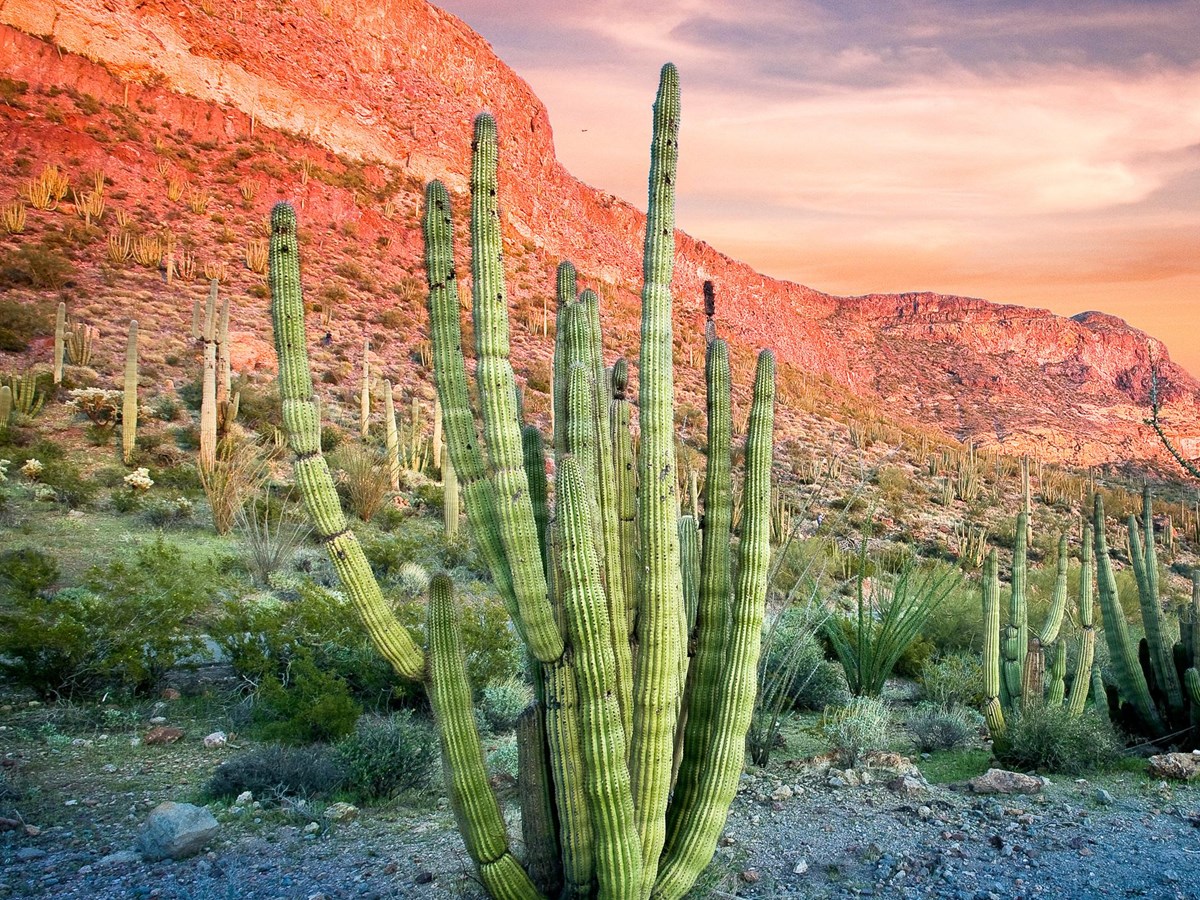 Basic Information - Organ Pipe Cactus National Monument (U.S. National Park  Service)