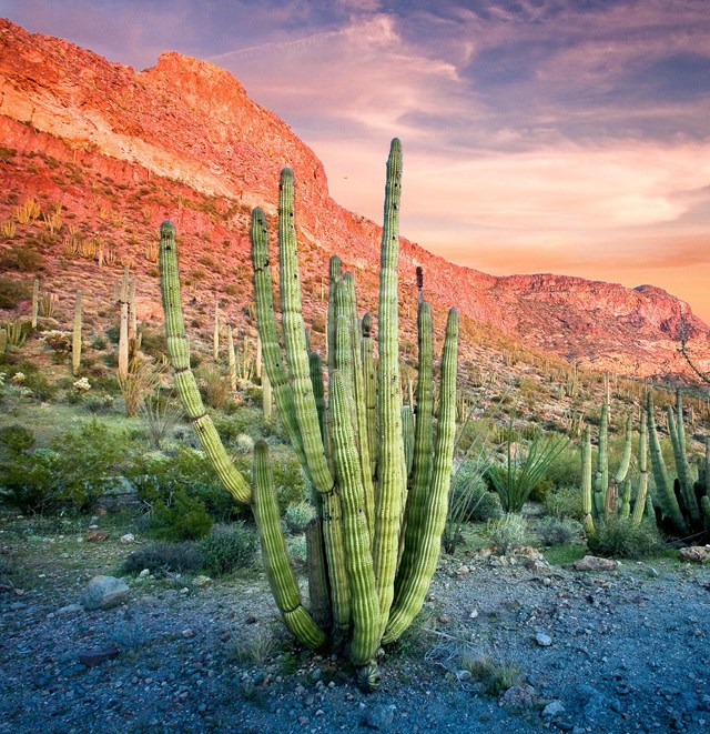 Organ Pipe Cactus National Monument