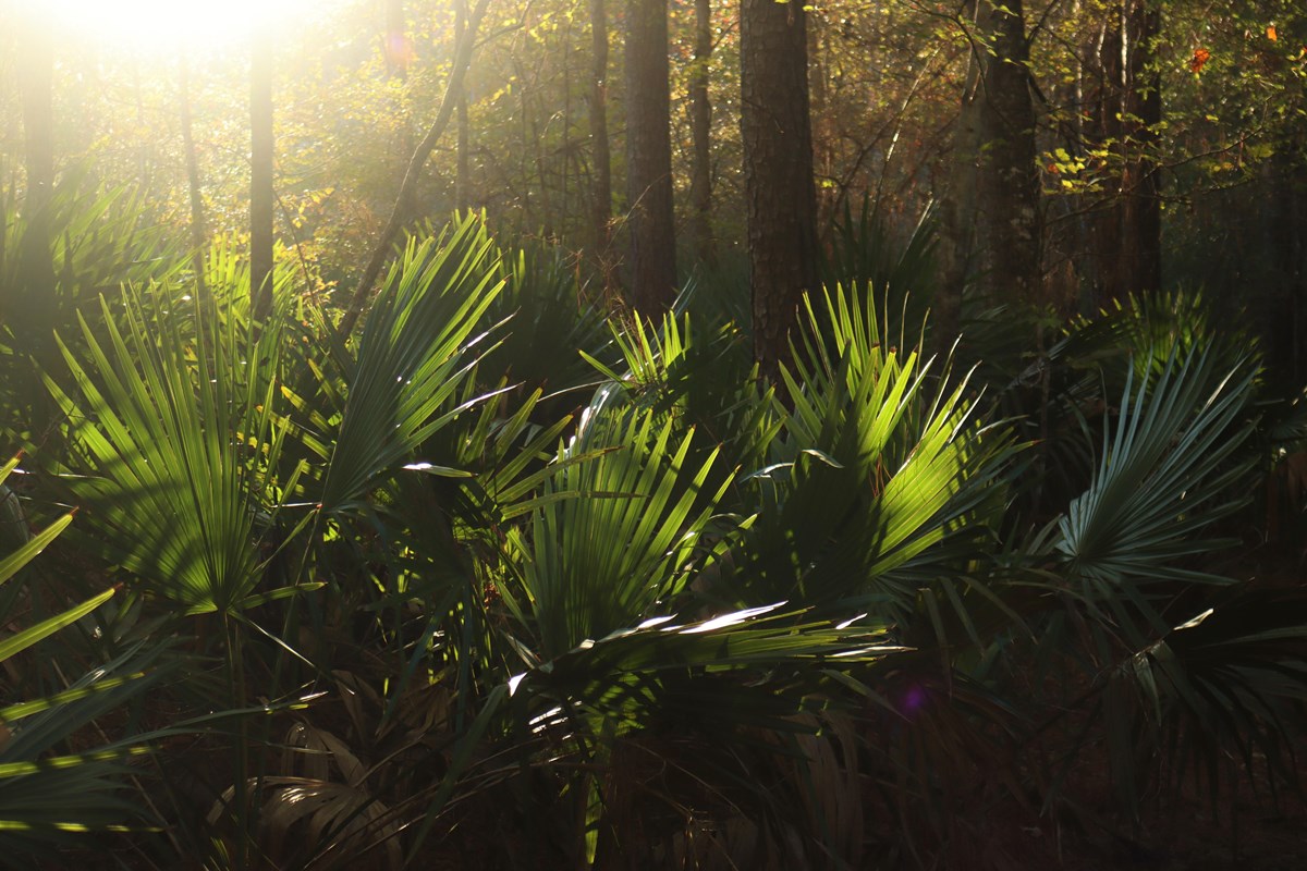 A patch of palmettos glowing in warm afternoon sunlight in a forest.