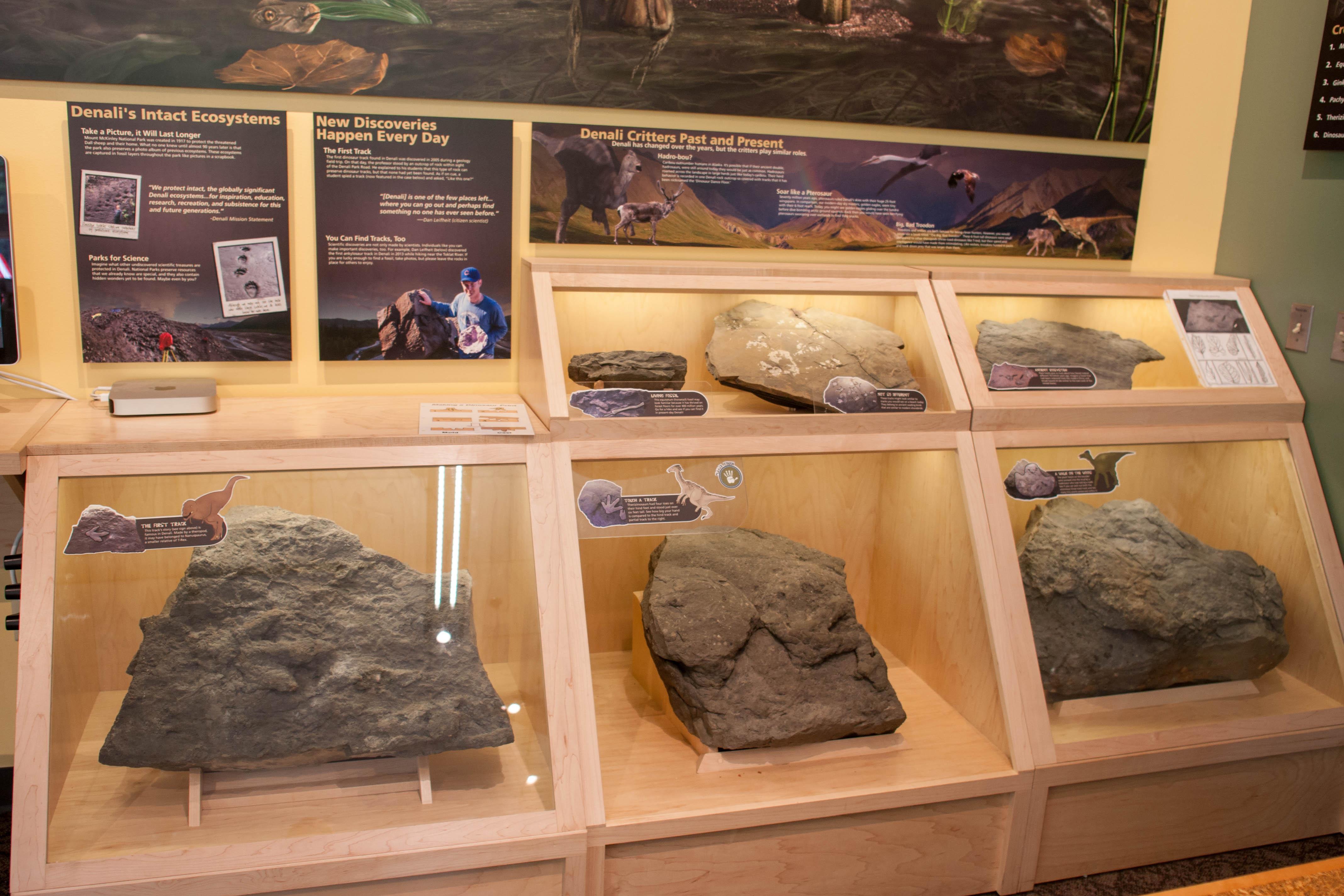 An exhibit featuring three real dinosaur track fossils.