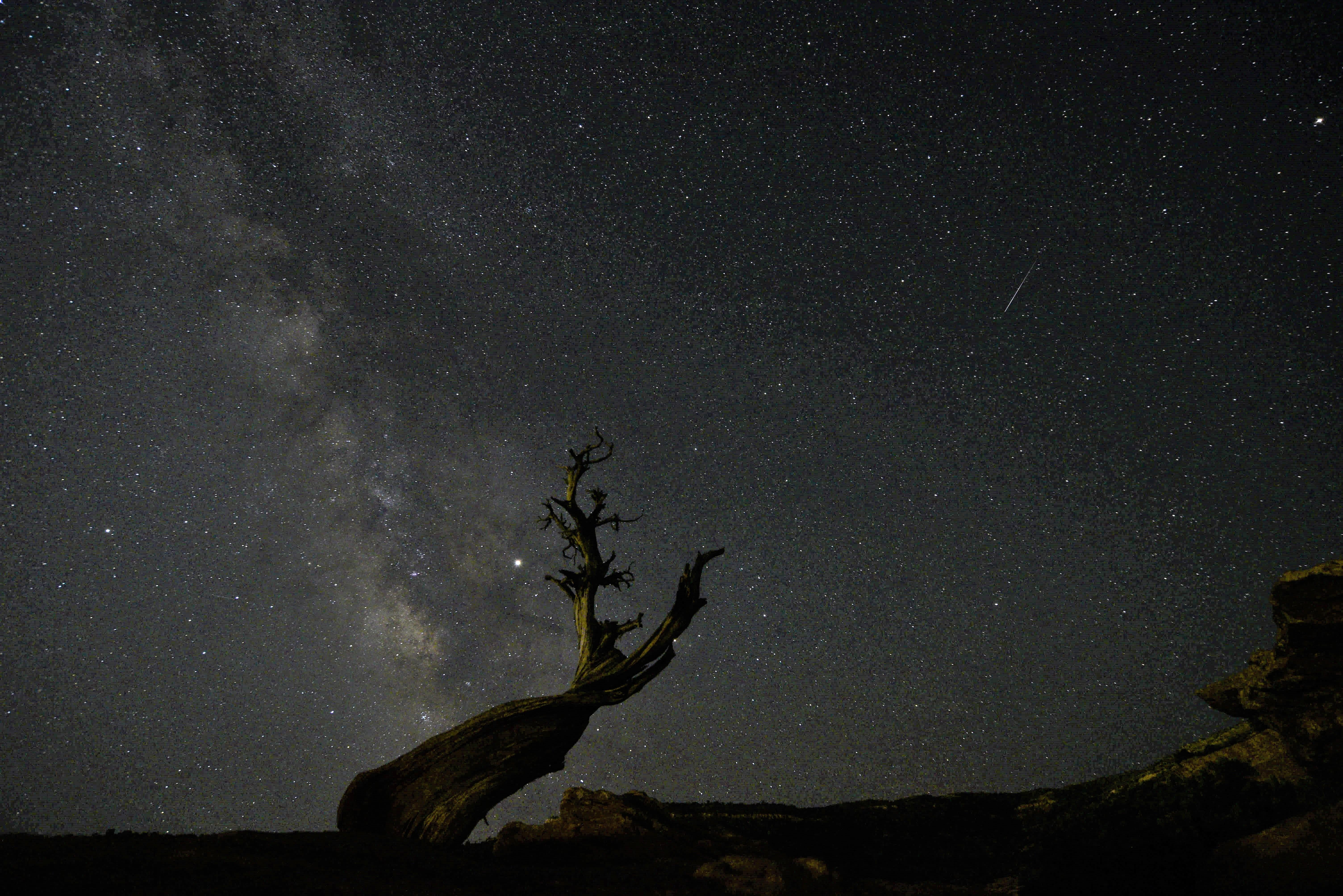 Silhouette of twisted juniper tree as starry clusters of Milky Way rise vertically in dark night sky