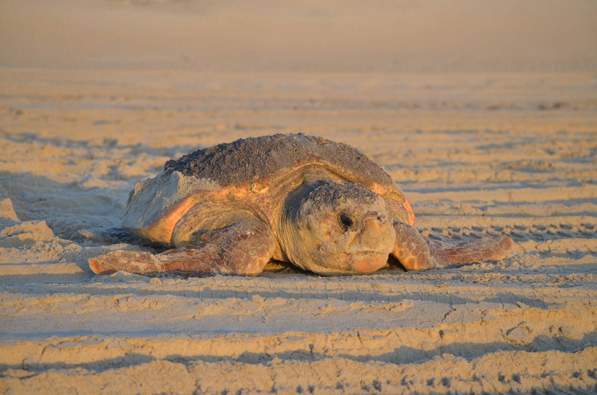 A large sandy colored turtle facing the camera on the beach