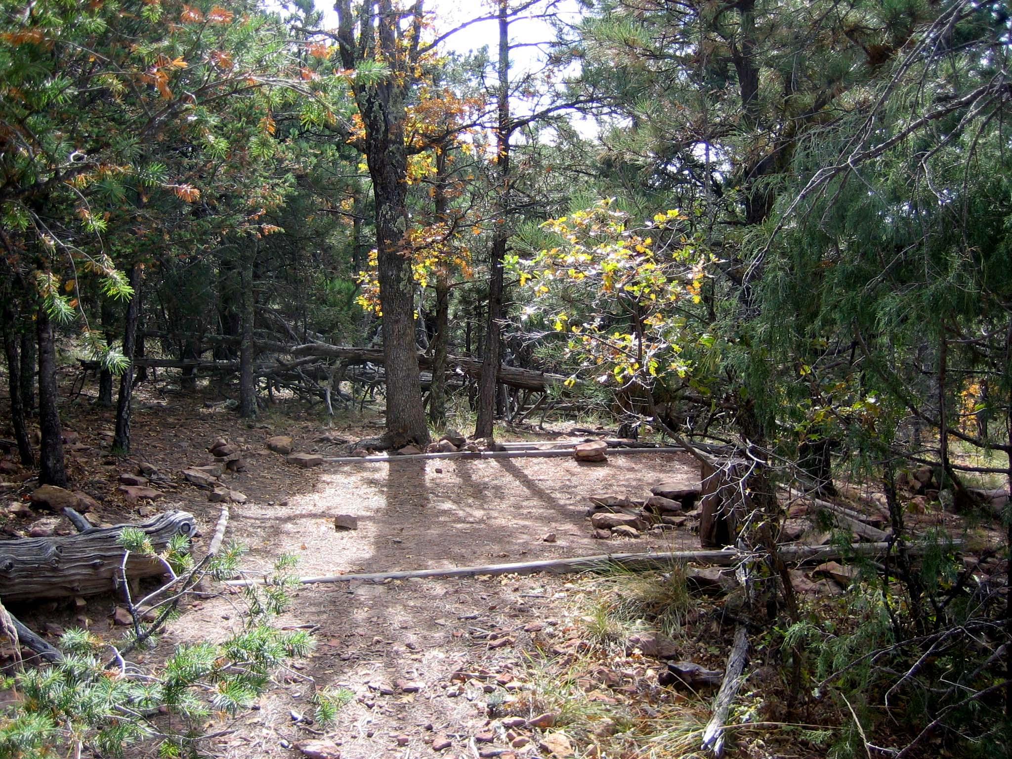 A hardened surface for a tent in a forested location