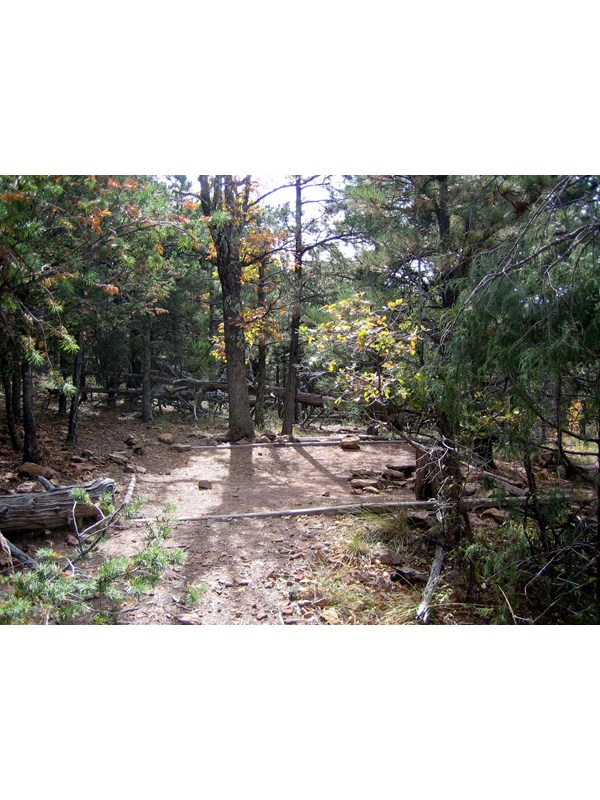 A hardened surface for a tent in a forested location