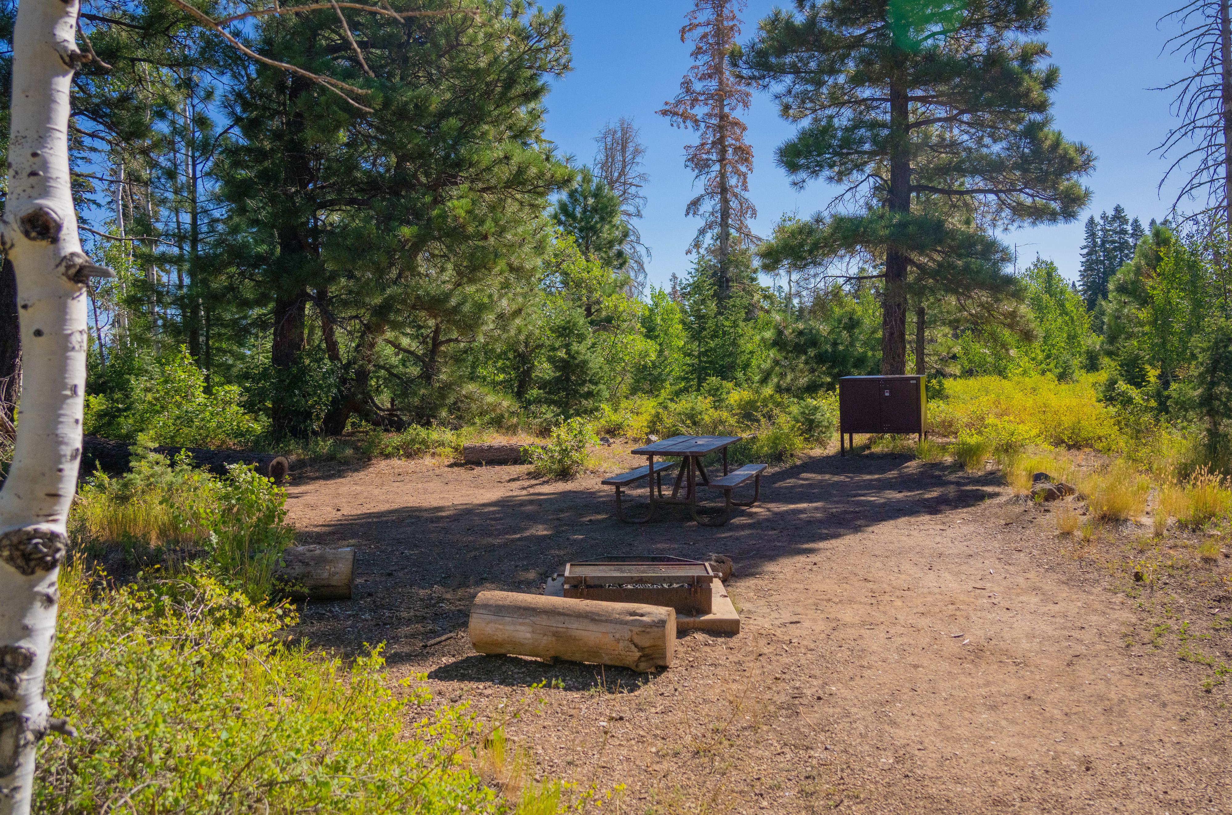 A primitive campsite with a fire ring, picnic table, and bear box.