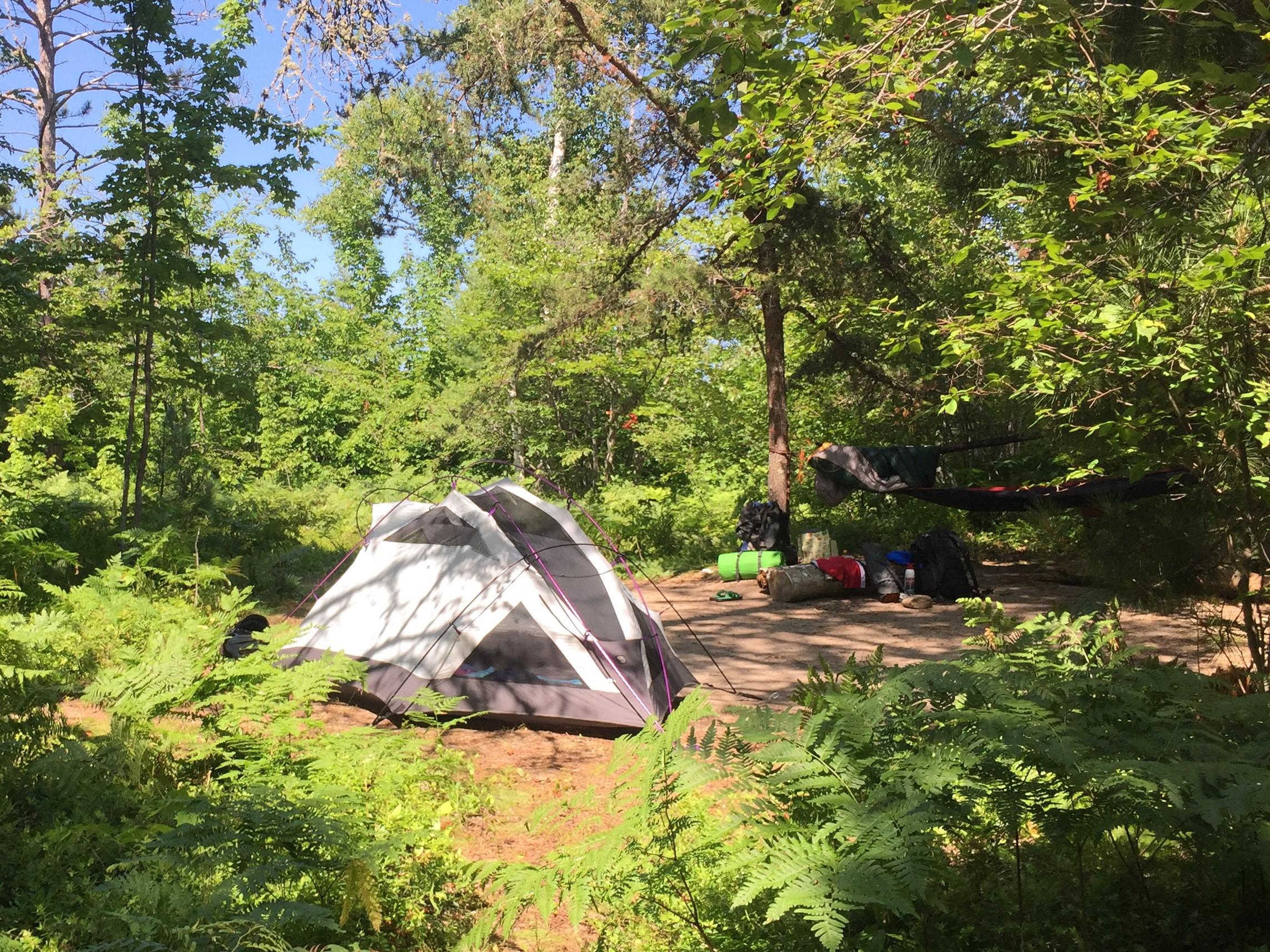 Backcountry camping at Benchmark site showing tent surrounded by ferns and trees.
