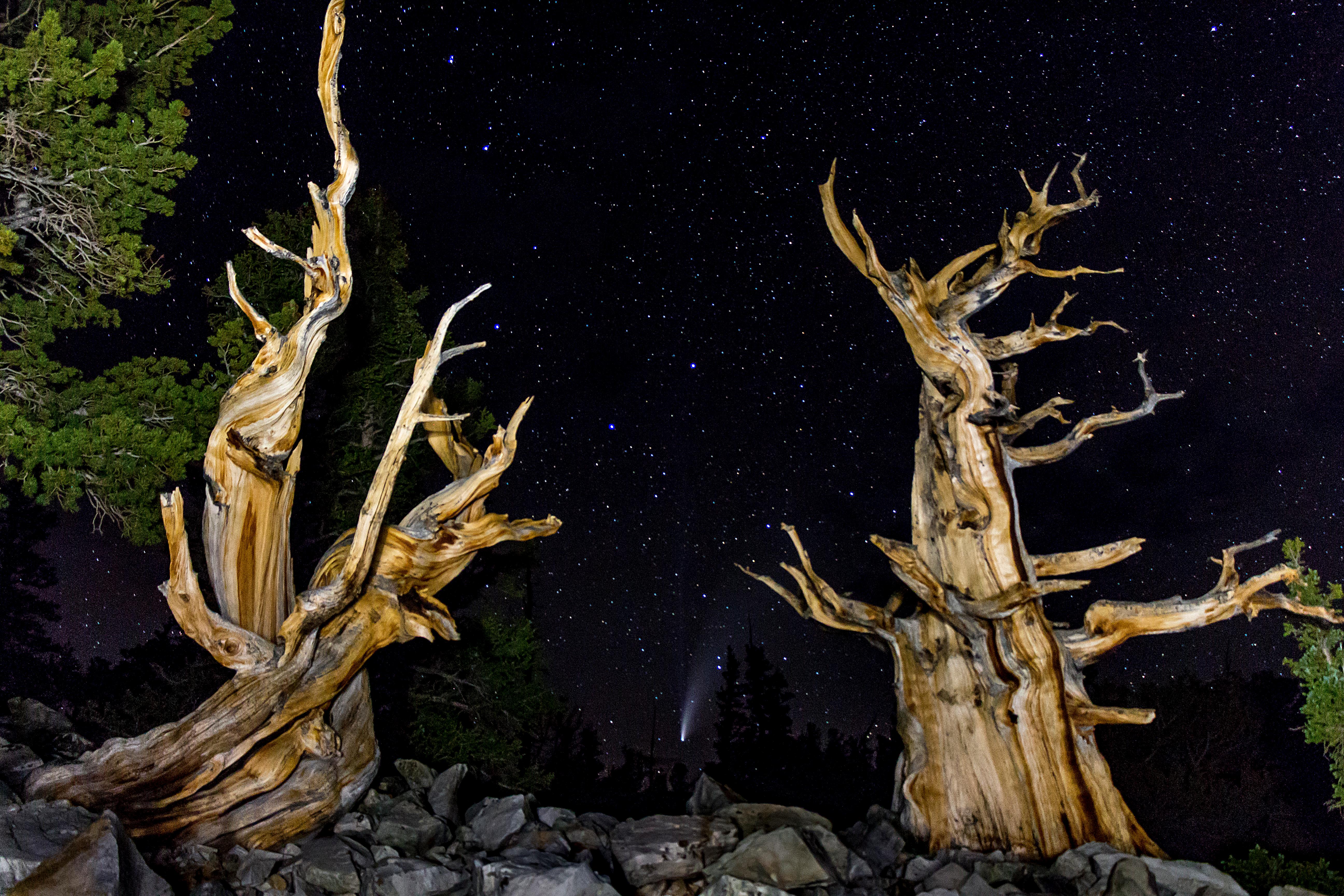 Ancient bristlecone with comet NEOWISE in the background