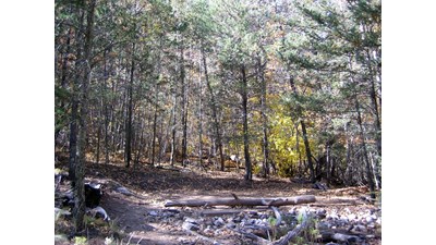 A hardened surface for a tent in a forest