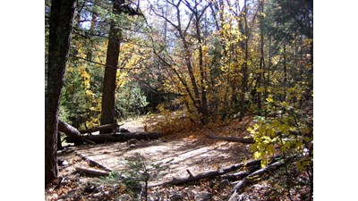 A hardened dirt surface for a tent in the forest
