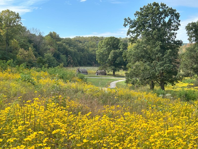 Field of yellow flowers in the foreground with two log huts and a paved trail in the middle distance