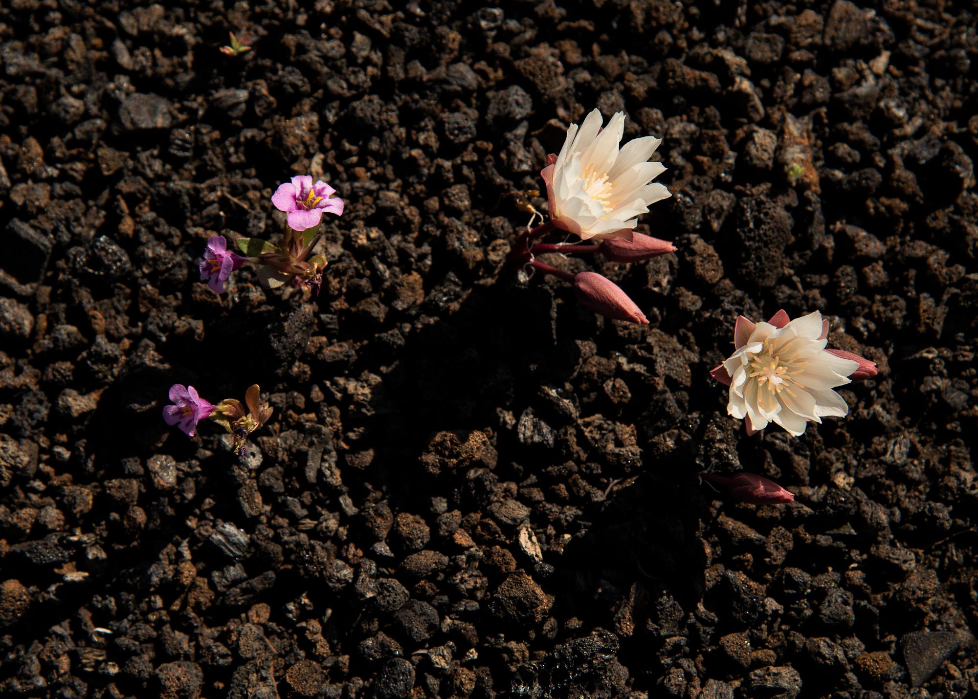 Small purple flowers and larger white flowers with reddish stems grow out of black volcanic rock