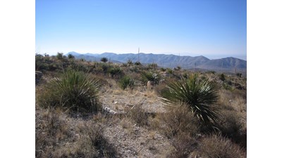 A hardened surface for a tent surrounded by sharp desert vegetation.