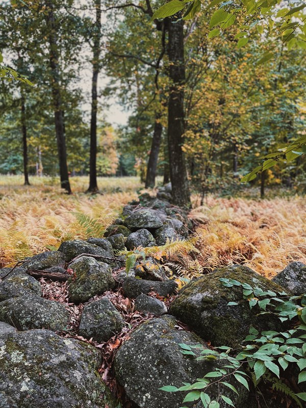 A low stone wall with stones cover in lichen and surrounded by tan grass