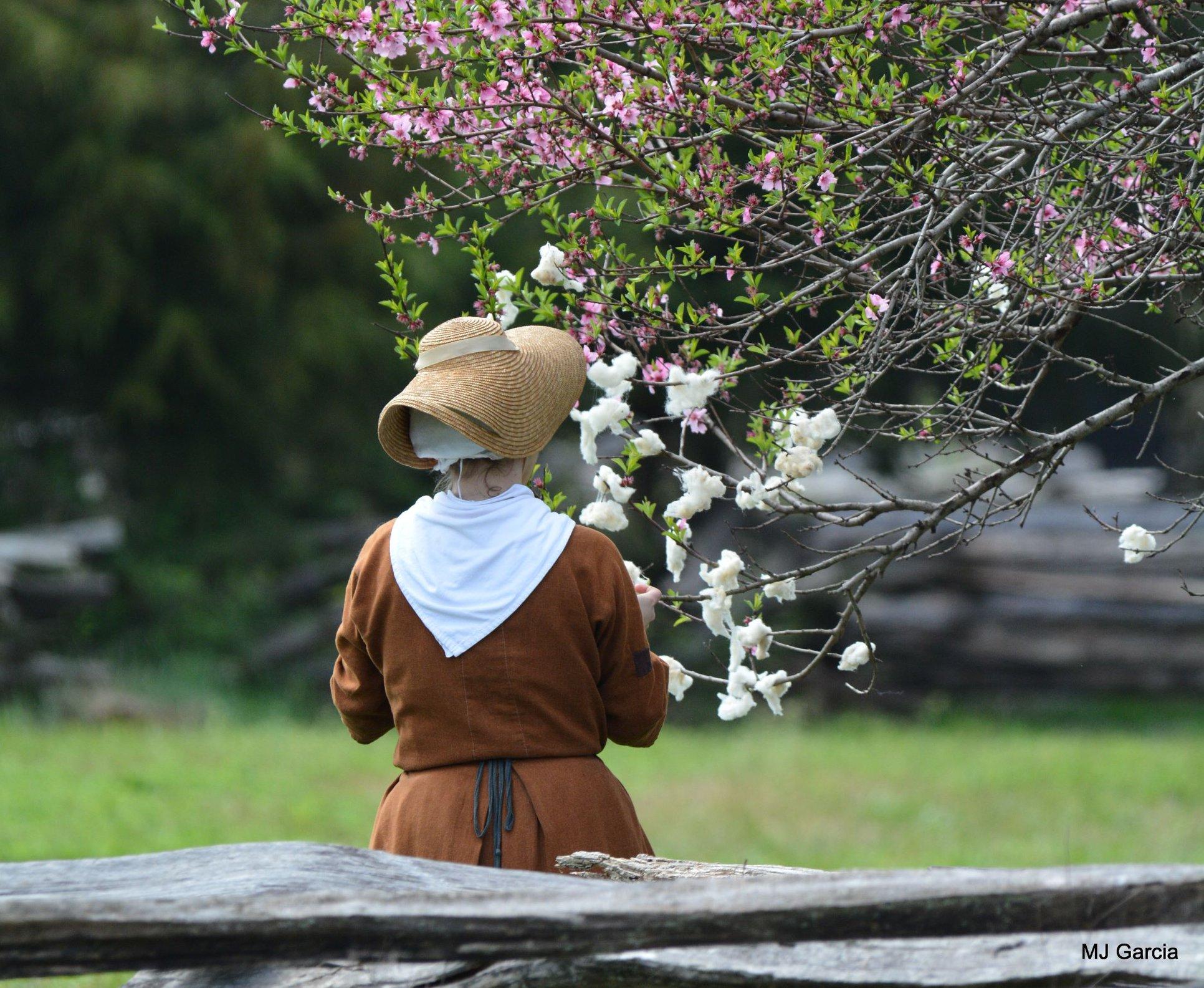 A woman wearing 18th century dress stands next to a blooming tree