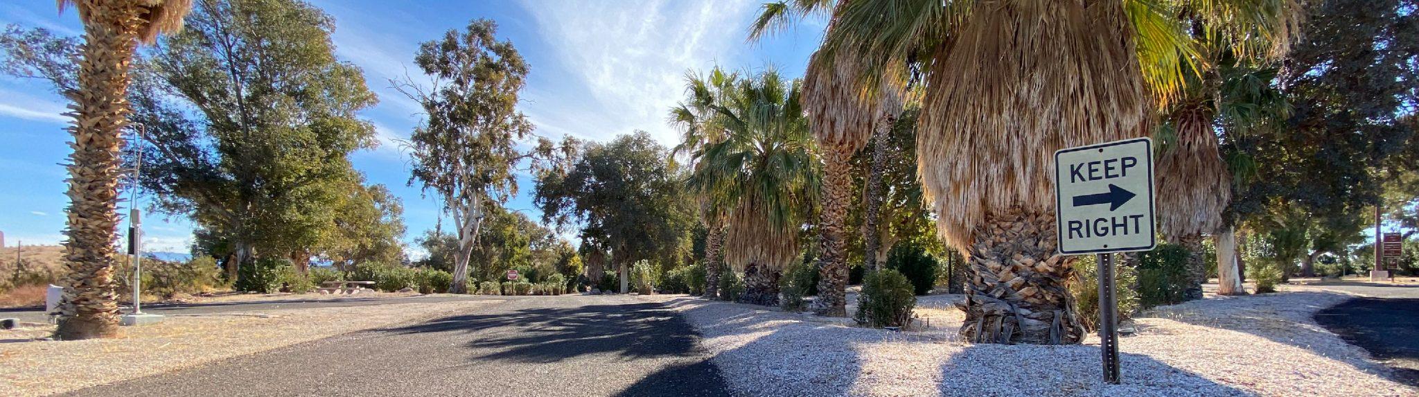 A road lined with palm trees on each side