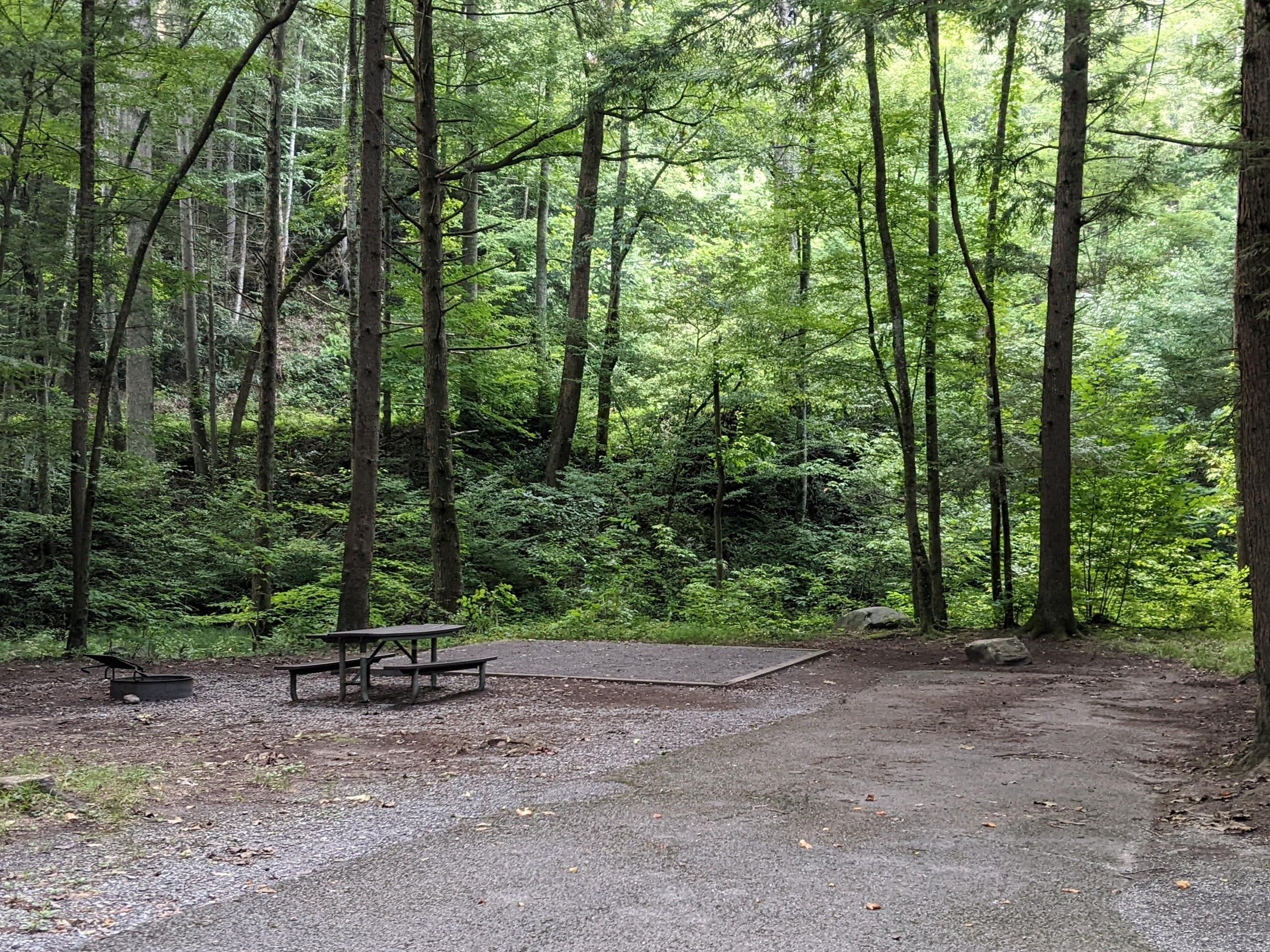 Some sites are along the edge of the forest, offering additional privacy.