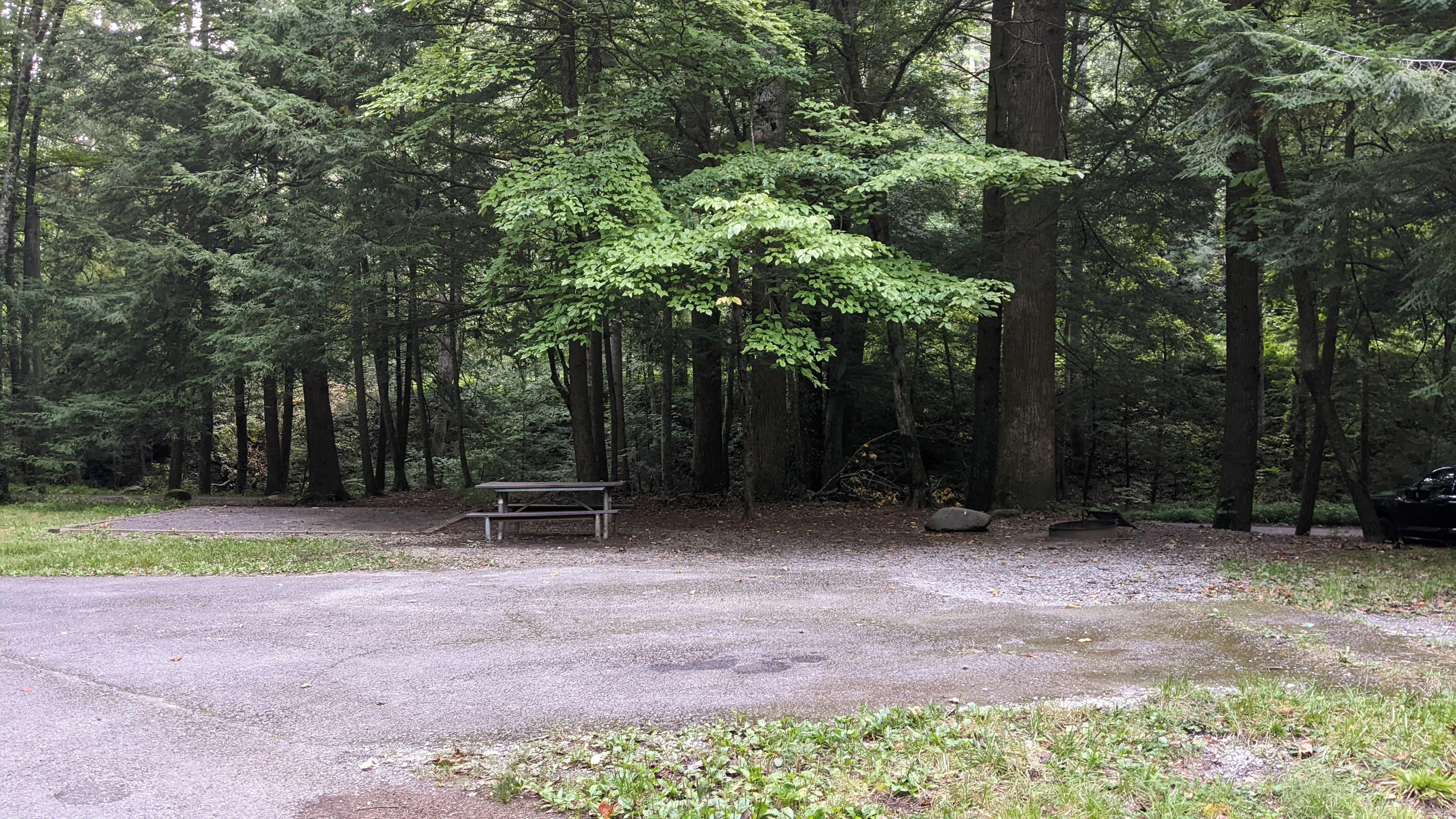 Visitors can enjoy a variety of tree species, both deciduous and evergreen, at Elkmont Campground.