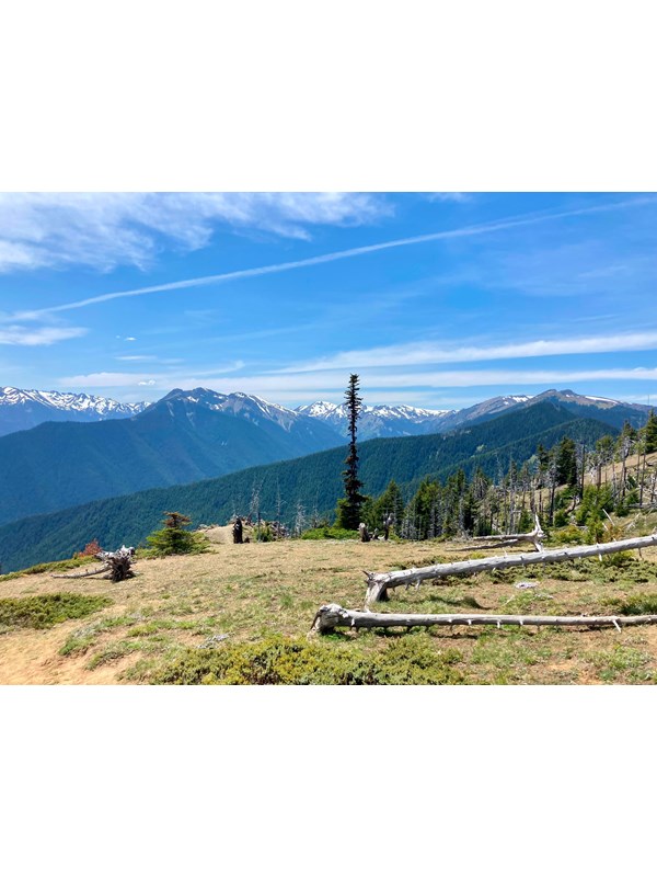 A view from the top of a mountain with trees and mountains in the background.
