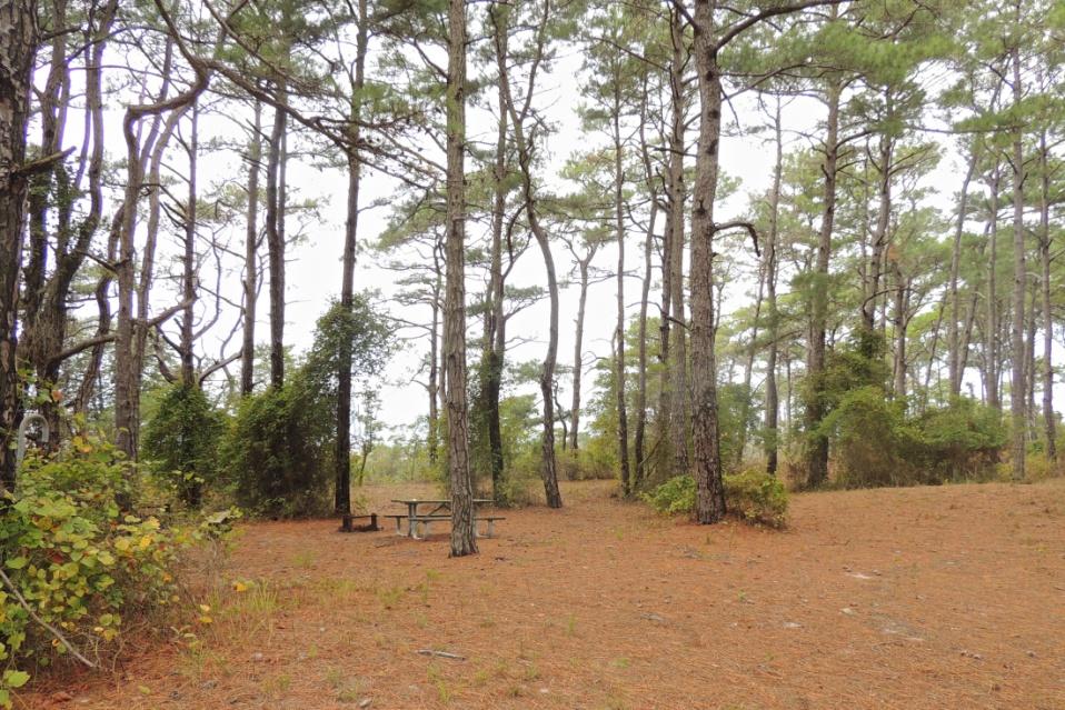 Pine Tree Campsite