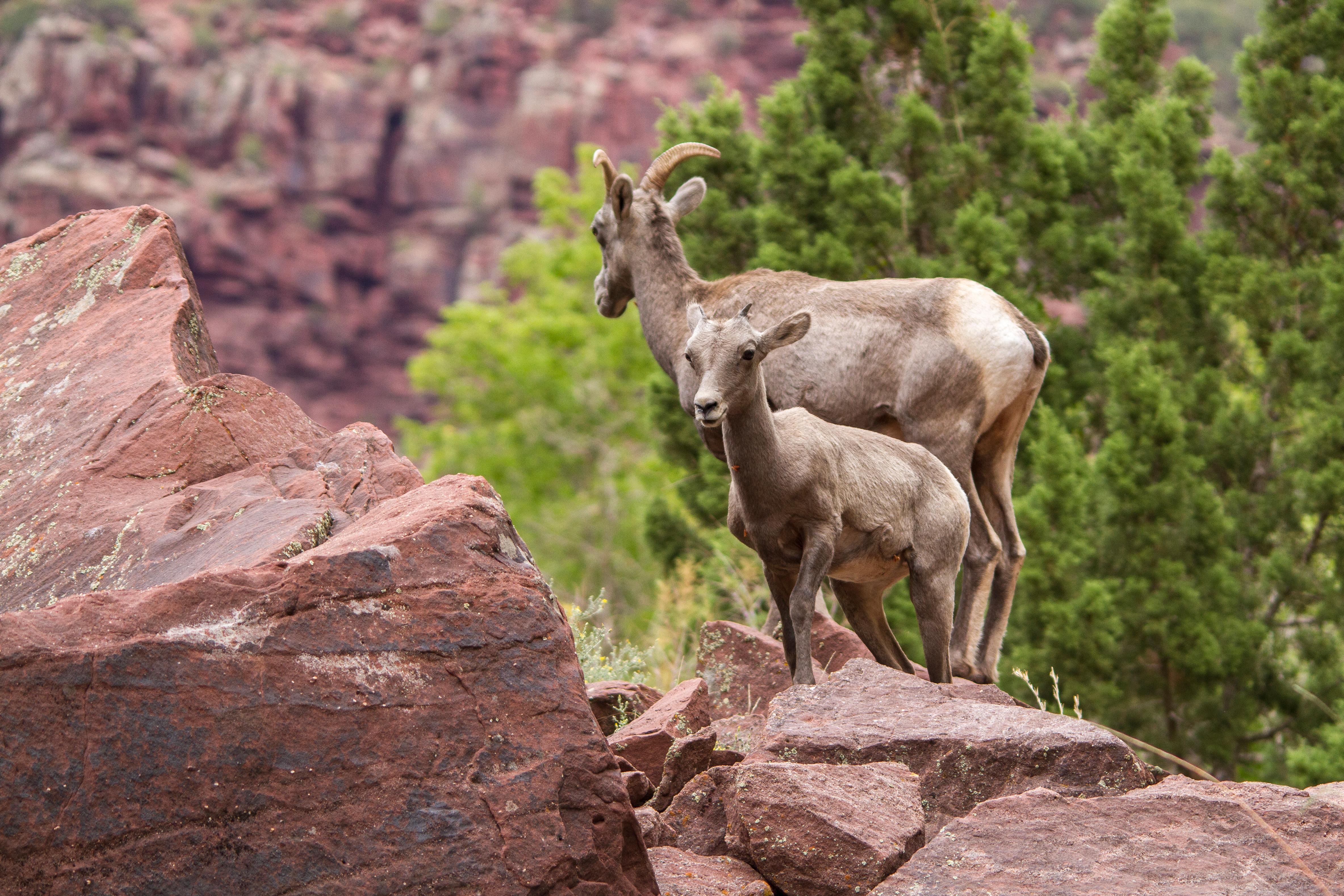 A bighorn sheep lamb stands in front of a bighorn ewe.