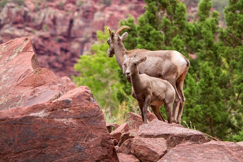 Rocky Mountain Bighorns A bighorn sheep lamb stands in front of a bighorn ewe.