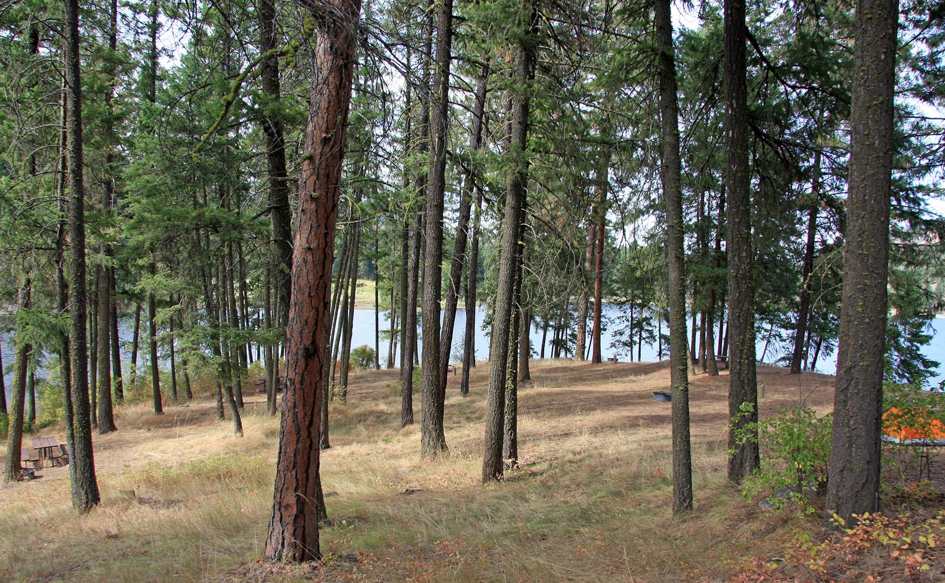 scattered walk-in campsites among the pine trees, with the lake in the background