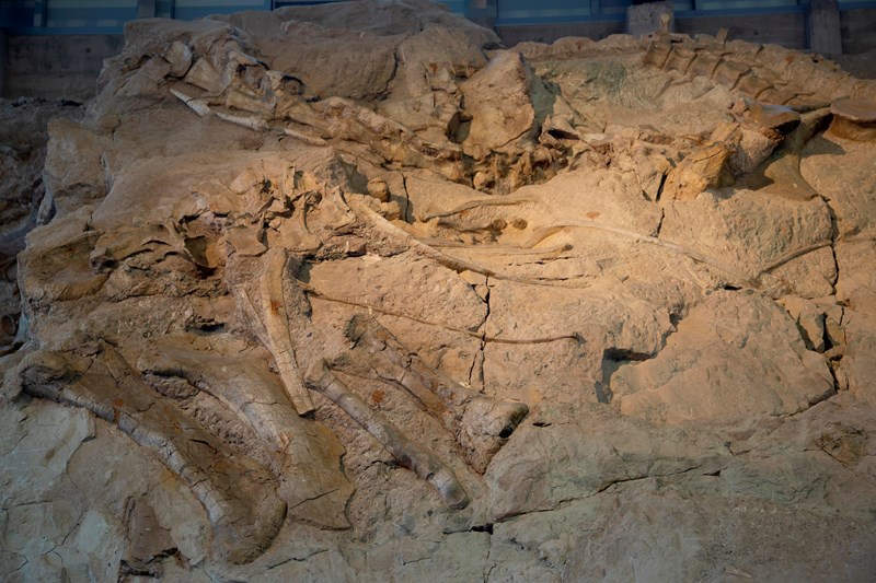 Camarasaurus Hump Specimen Large bones resembling legs, ribs and the vertebrae of a neck embed grayish brown rock.