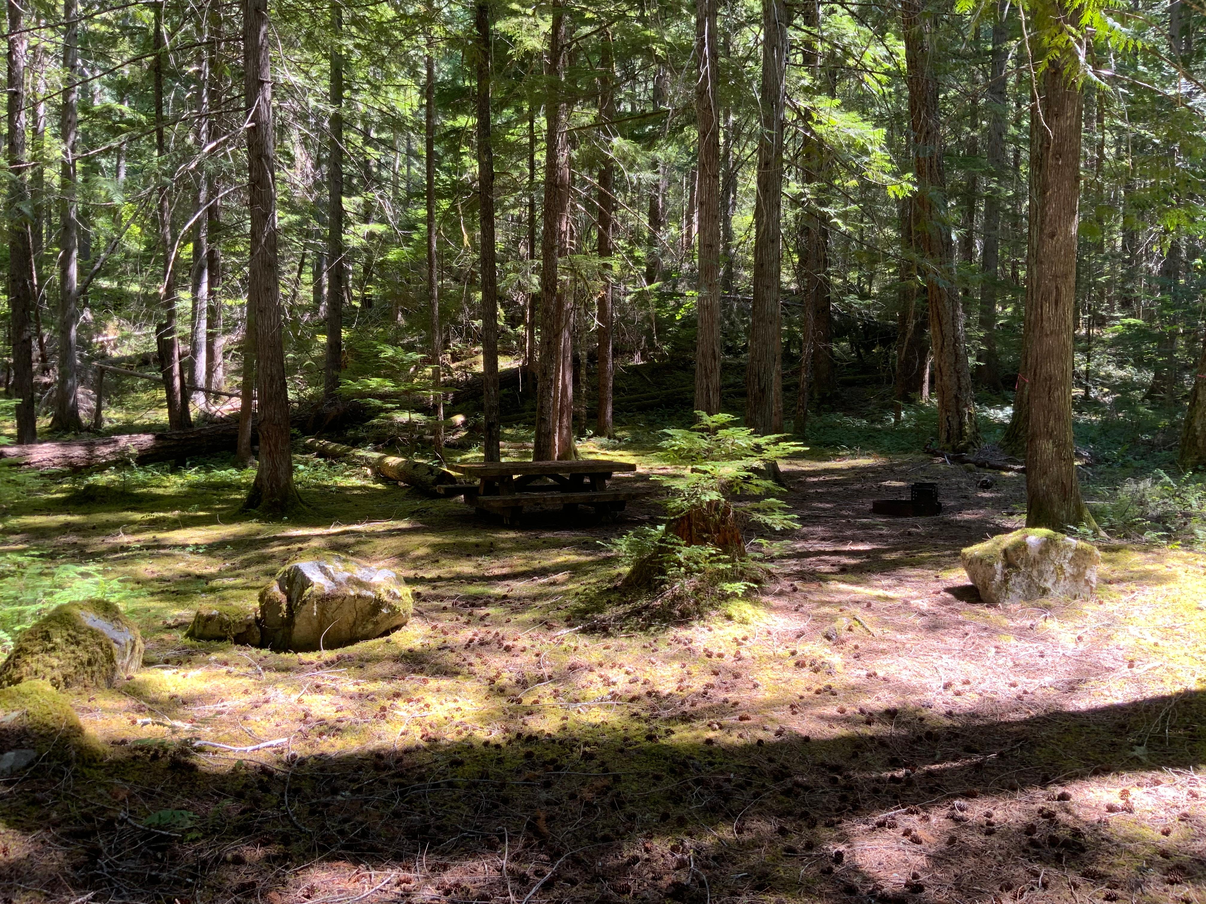 A wooded campsite with a picnic table and fire pit