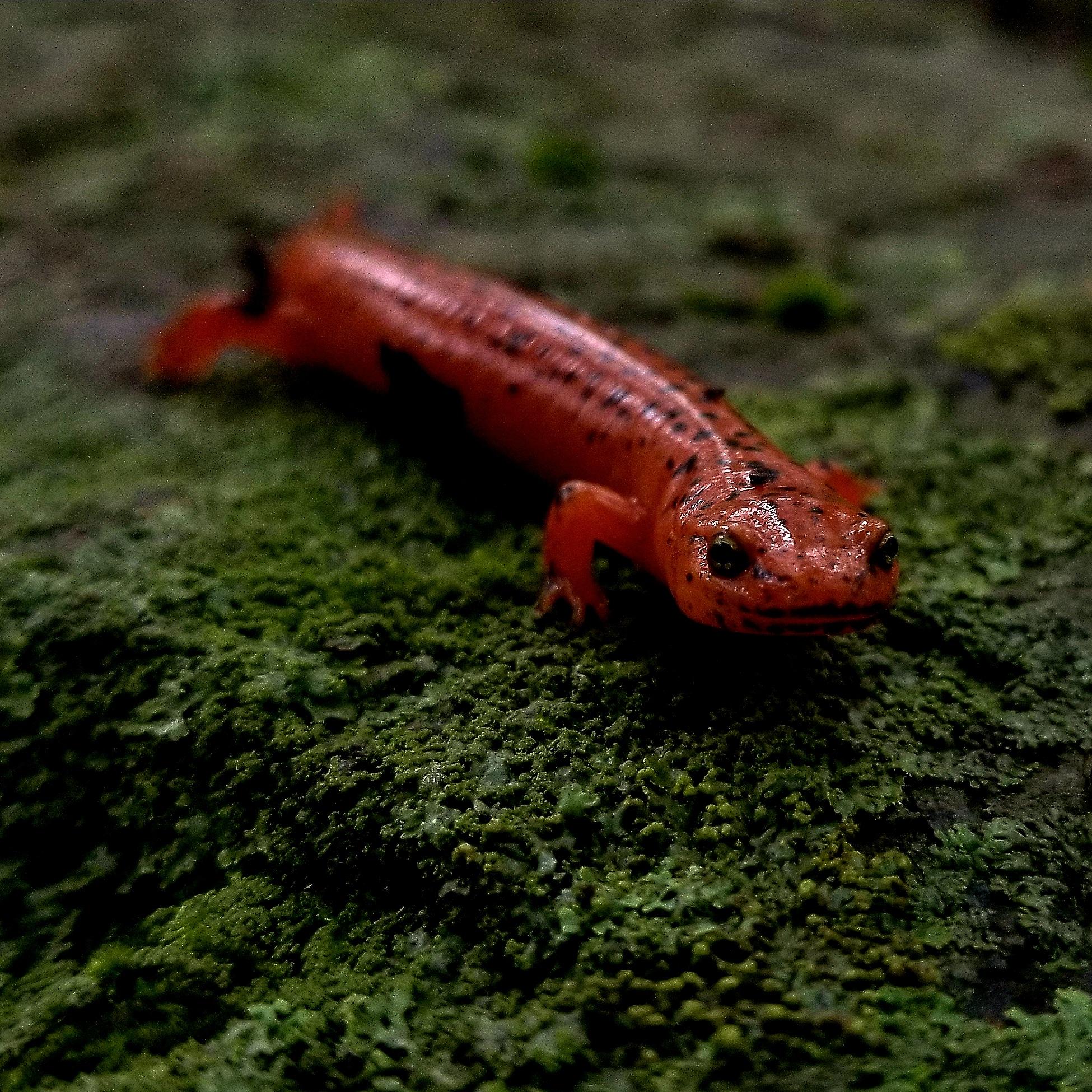 A slender-bodied, red salamander with black spots across its body.