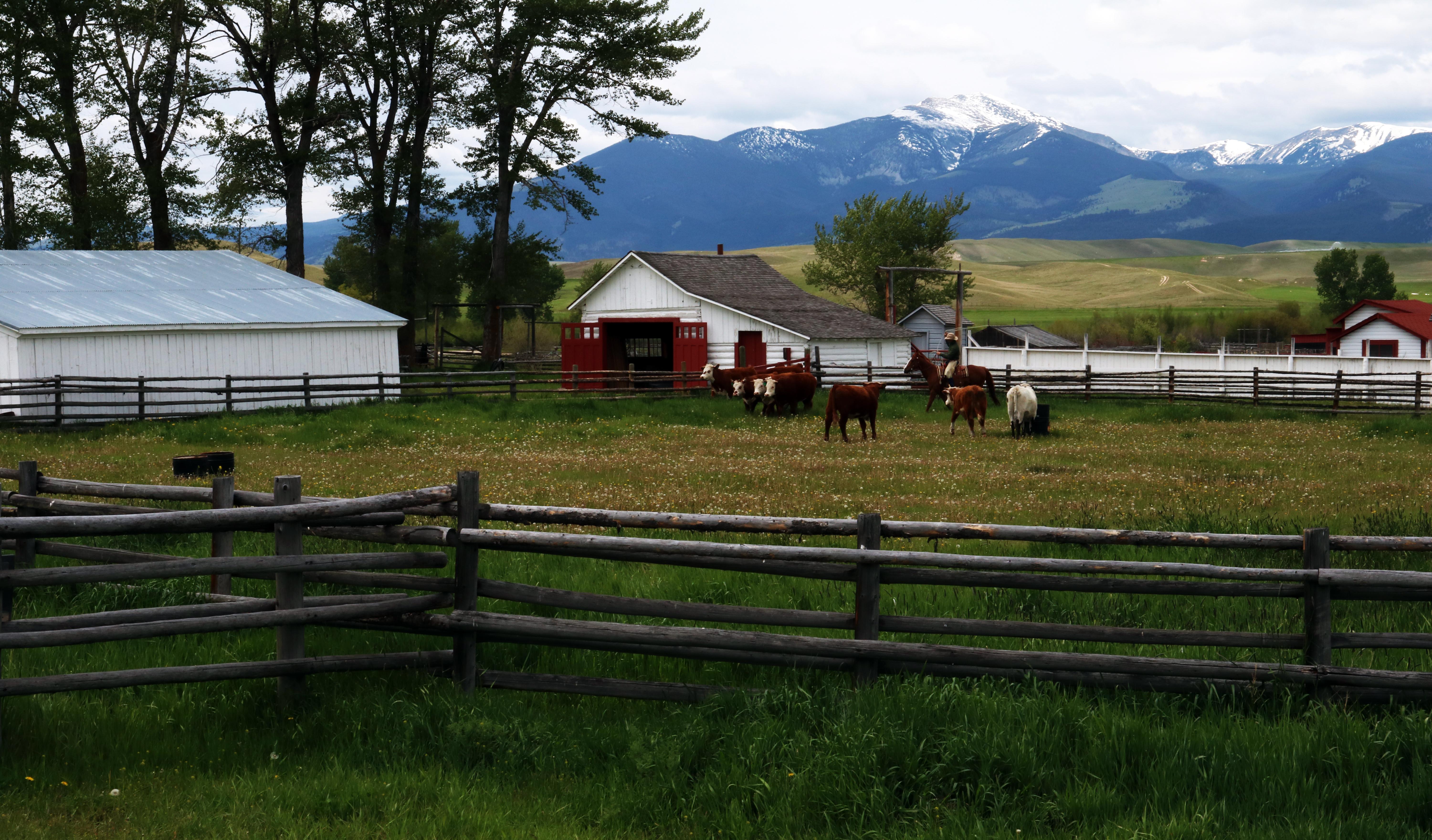 Historic buildings surround fenced pasture, cattle being moved by cowboy on horseback toward viewer.