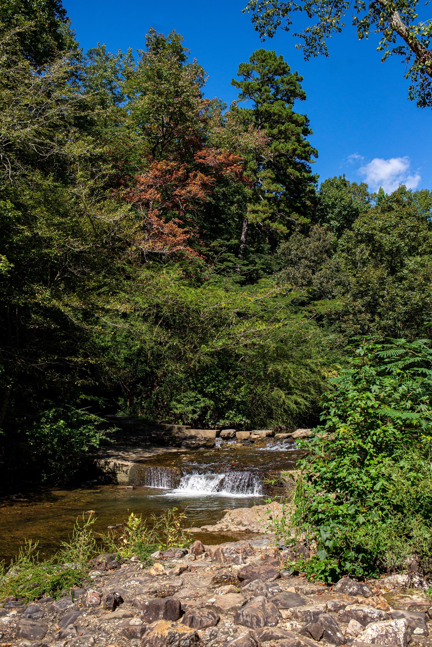 Fall trees showing color along Gulpha Creek.