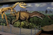 Real Dinosaur Fossils