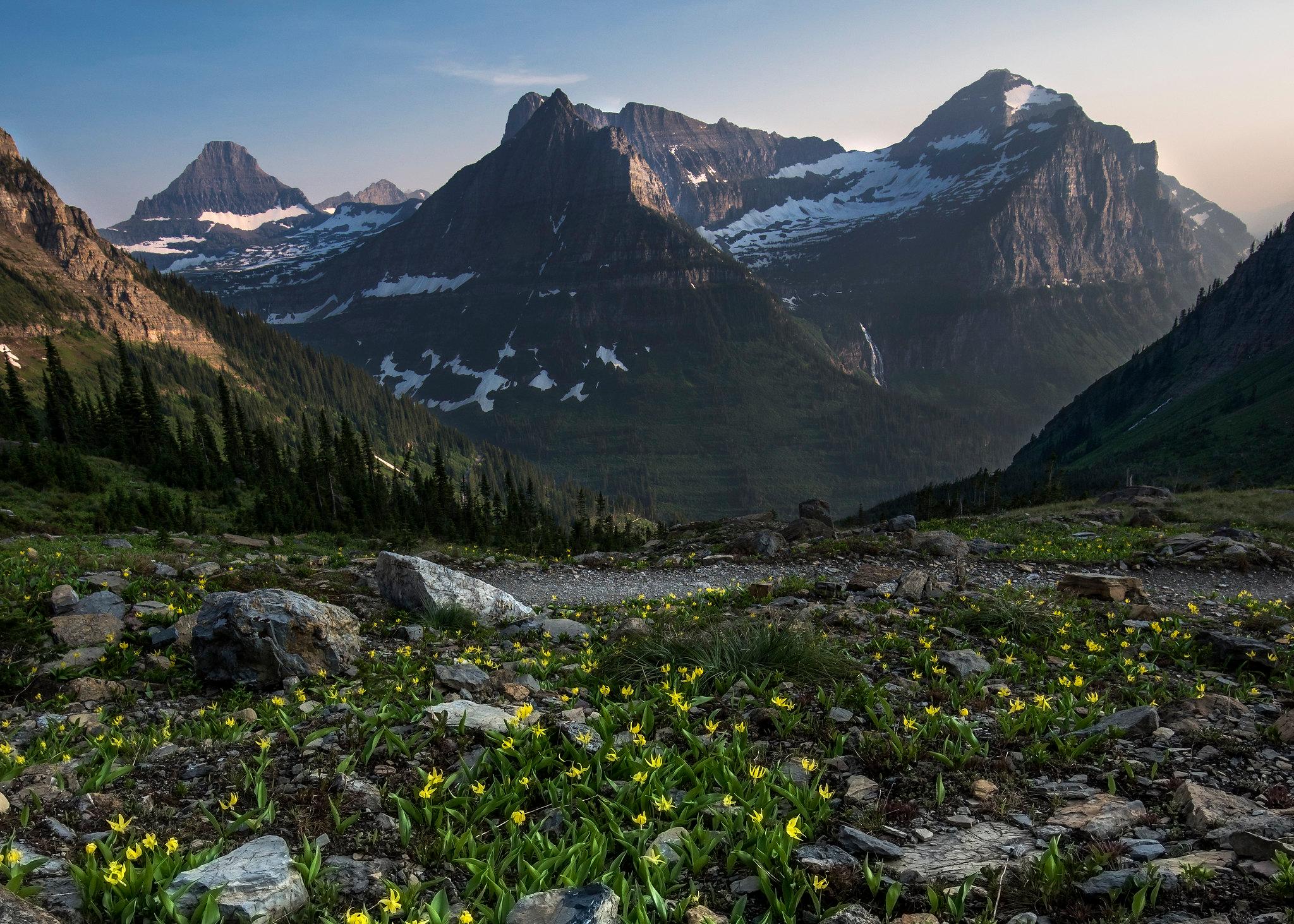 Large mountains dotted with snow loom above a rocky meadow filled with yellow flowers.