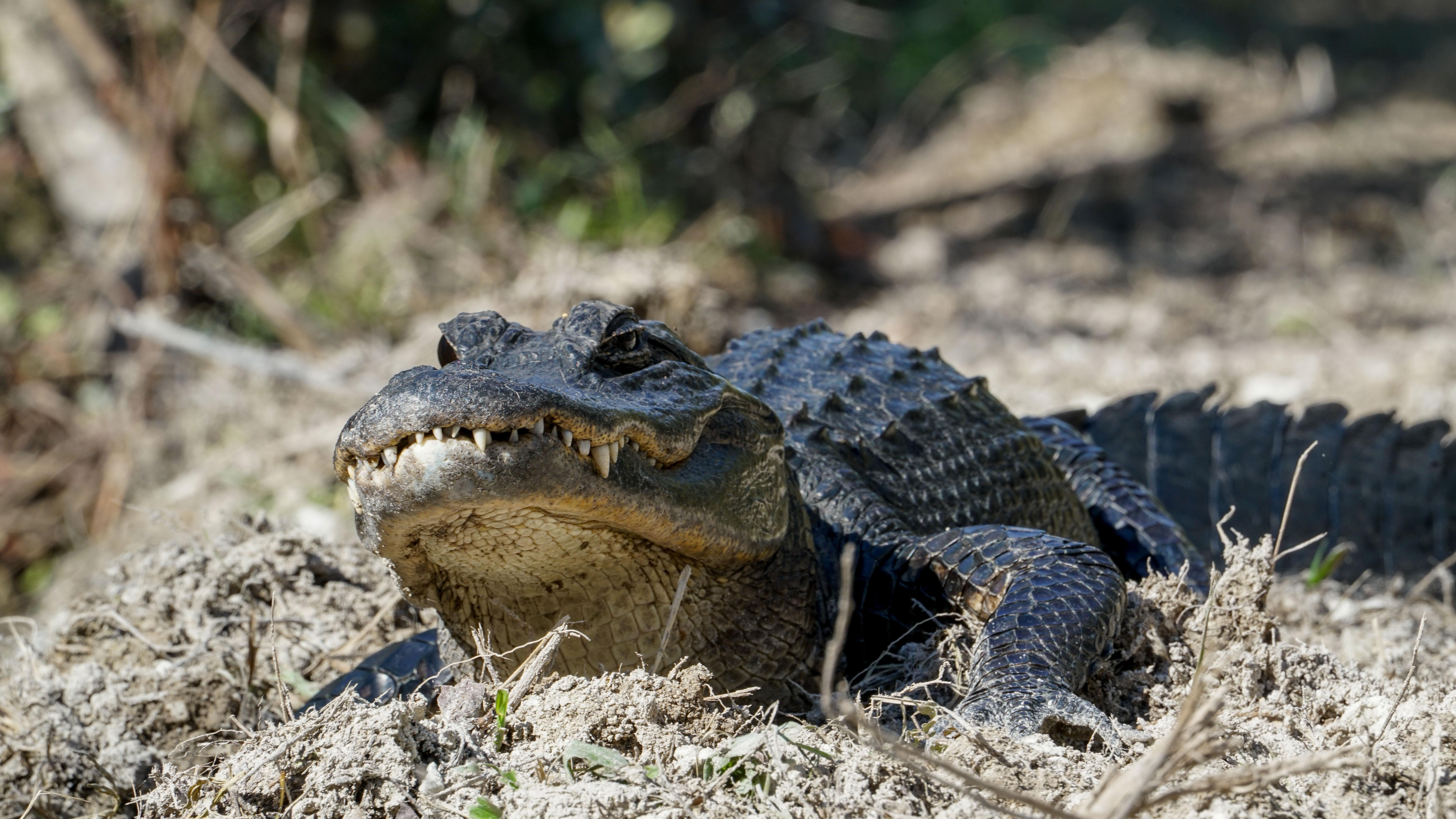 A small alligator basking on top of dry vegetation.