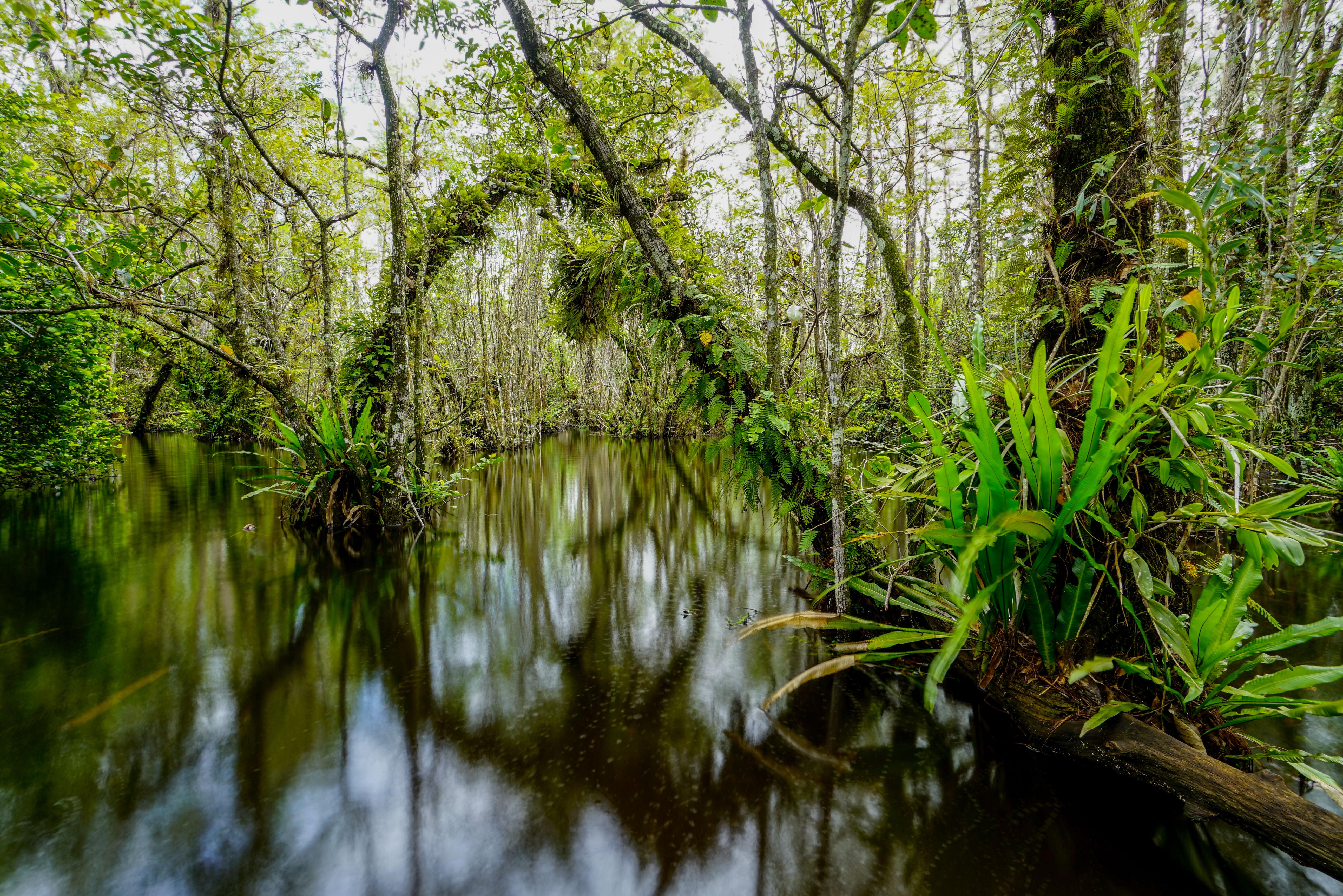 A water filled swamp filled with lush green ferns and trees.