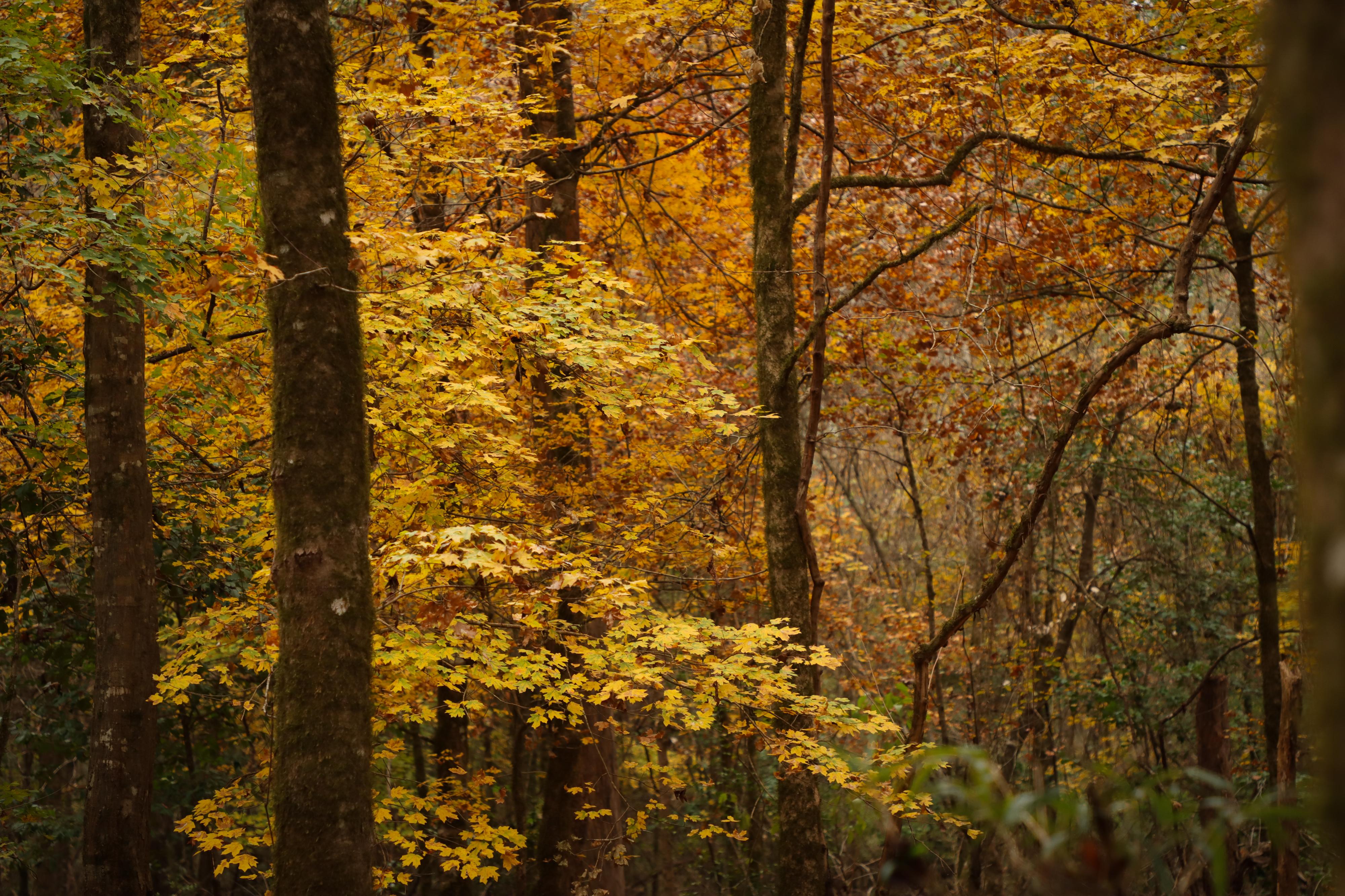 Golden yellow leaves on Florida maple trees on a cloudy, cool fall day.