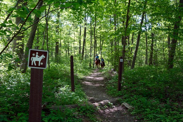 Two riders, on horseback, walking through a forested trail.