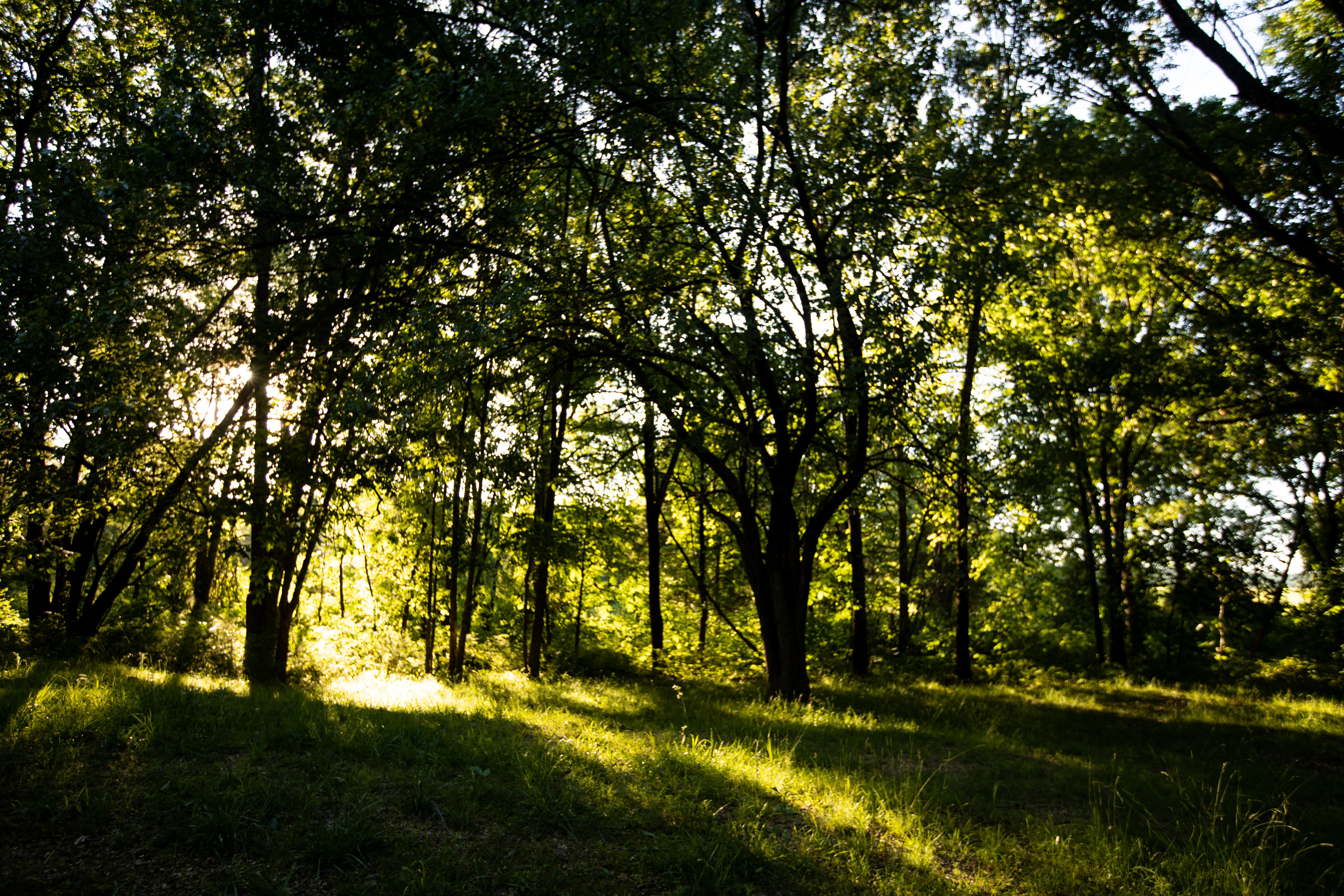 Photo of the rays of sunshine, shining though dark green trees, with long shadows falling on grass