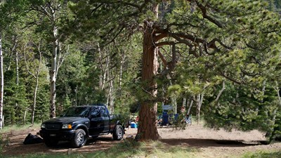 Dark grey truck beside dirt road with tall pine trees