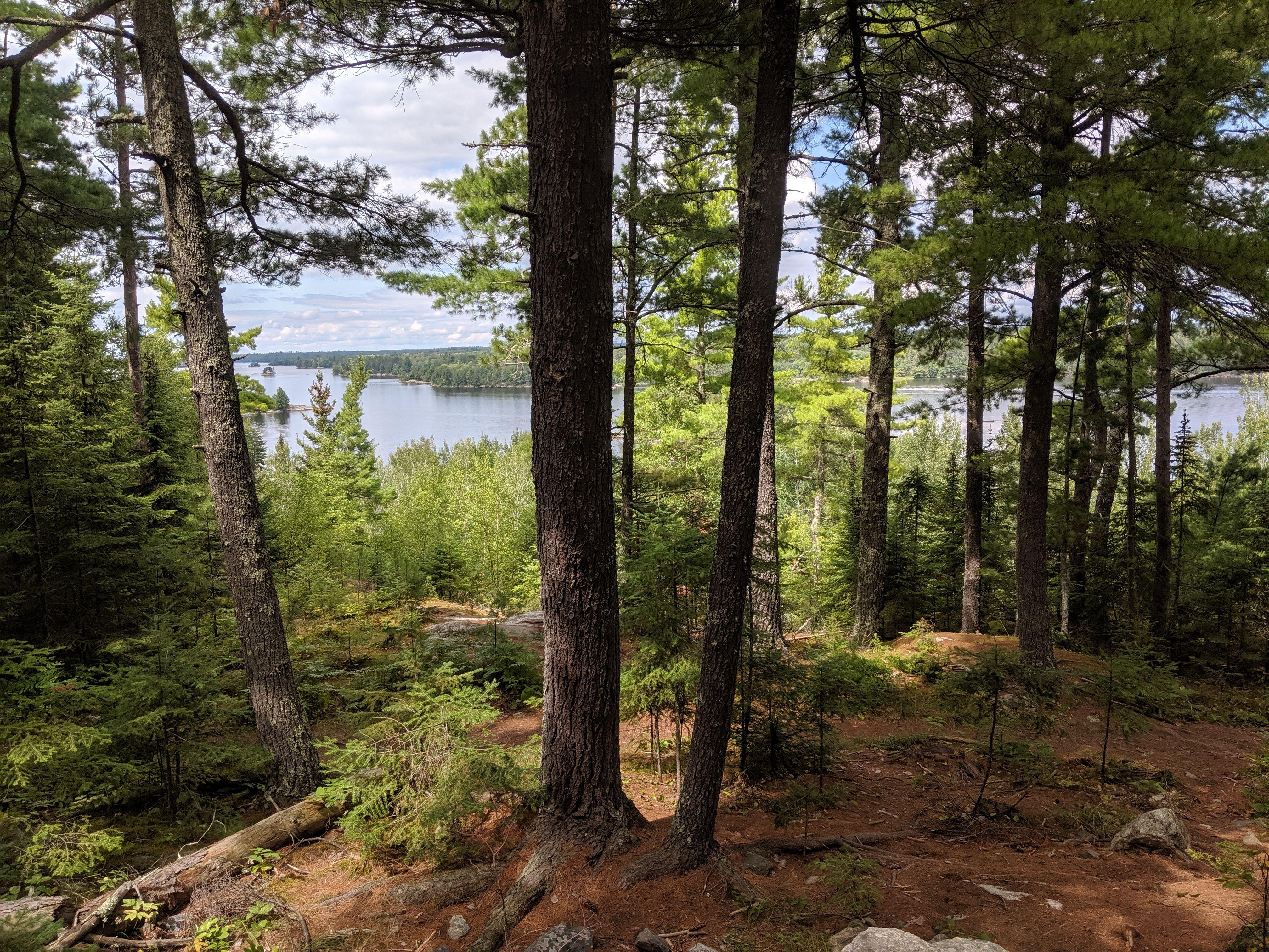 A view of a lake peaks through a stand of pine trees.