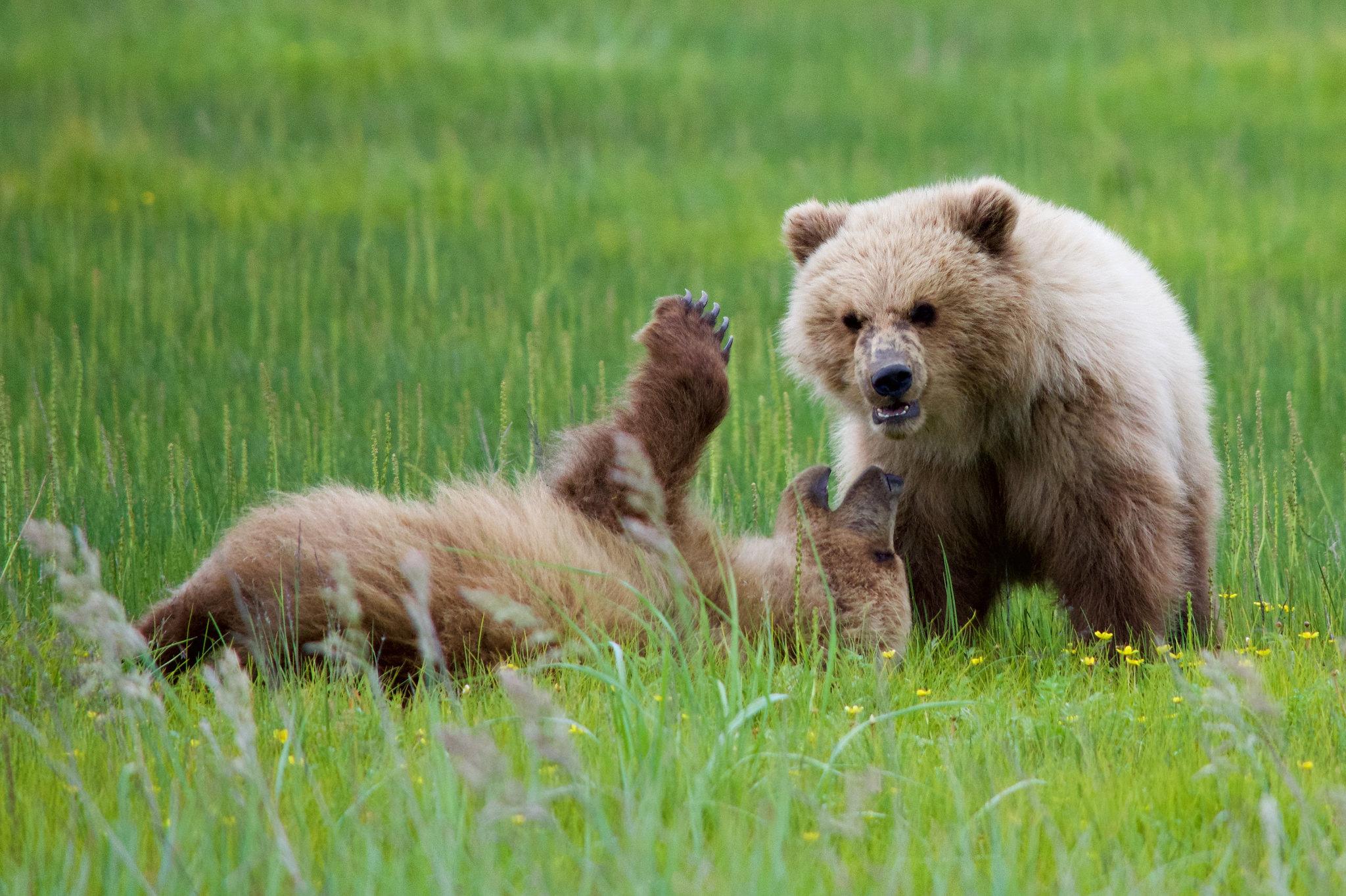 two brown bear cubs playing in the sedges