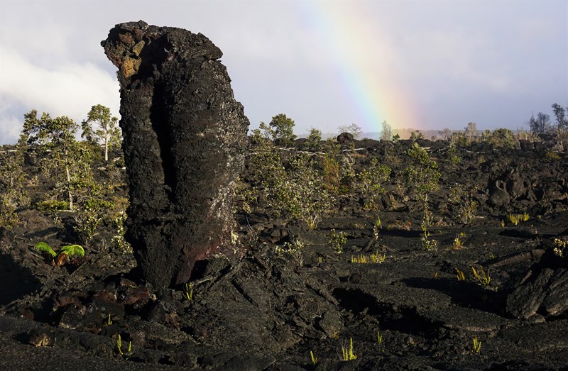 Lava Trees A lava tree in a black lava field with small living trees and a rainbow behind