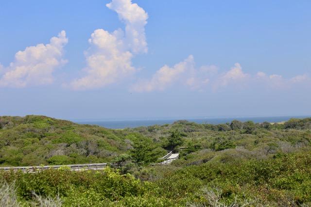 A landscape of lush green is bisected by a boardwalk trail meandering into trees.