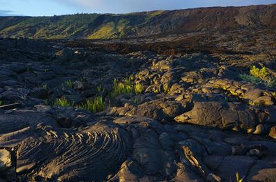 Lava flows and ferns in front of a cliff at sunset