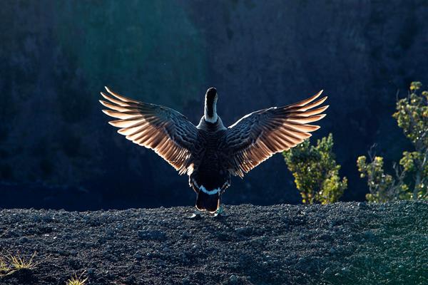 Nēnē spreading winds on edge of a crater
