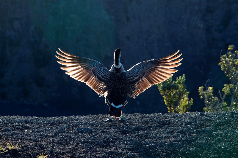 Nēnē Nēnē spreading winds on edge of a crater
