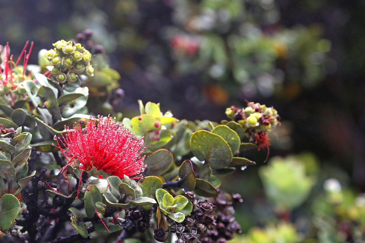 Red ʻōhiʻa blossom